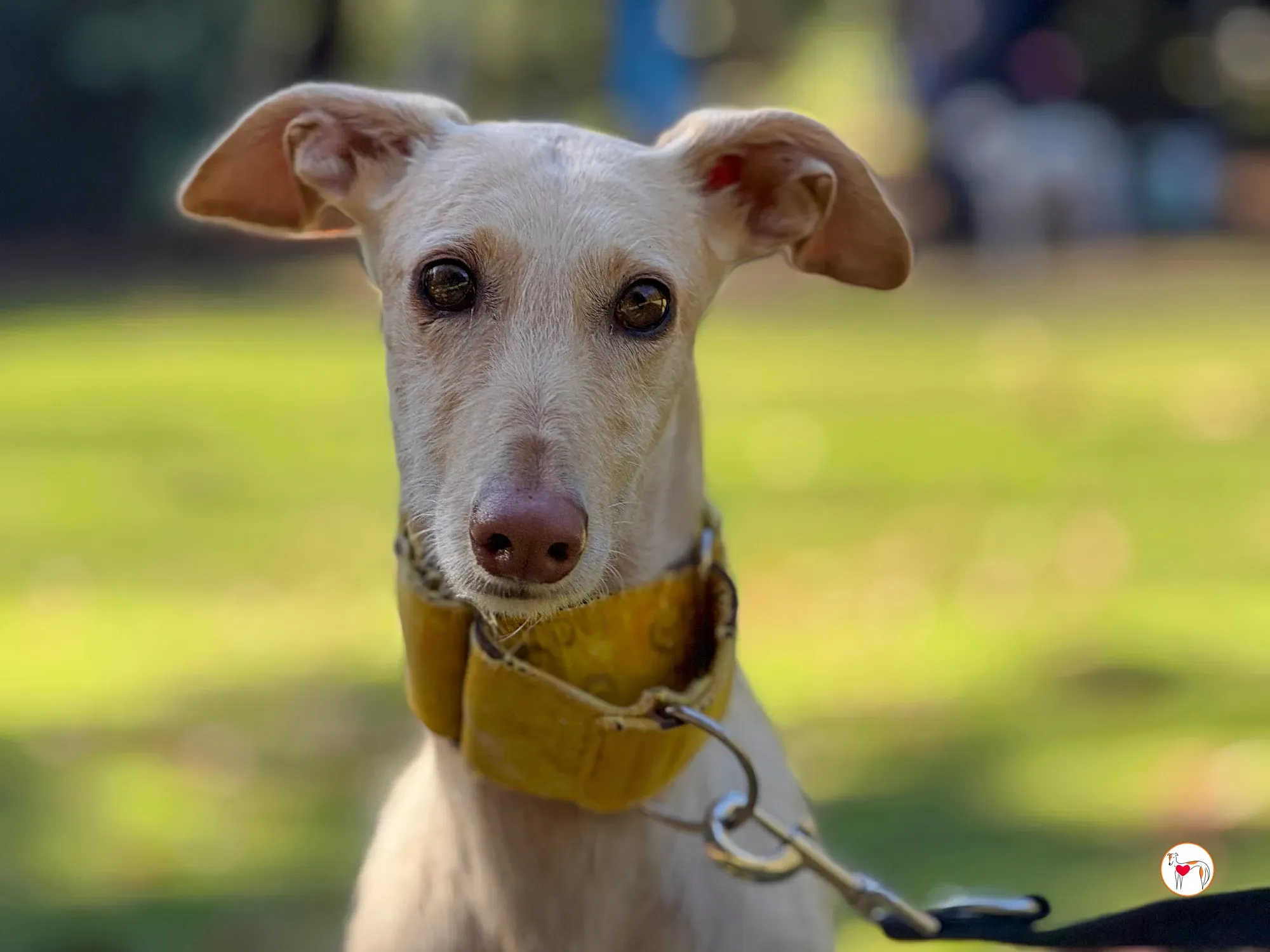 arena galgo adozione 12