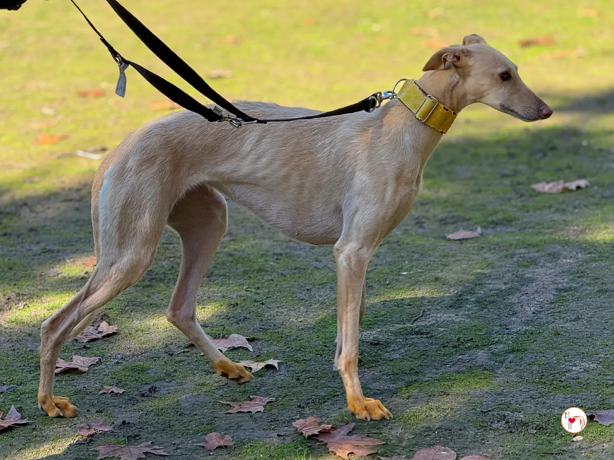 arena galgo adozione 13