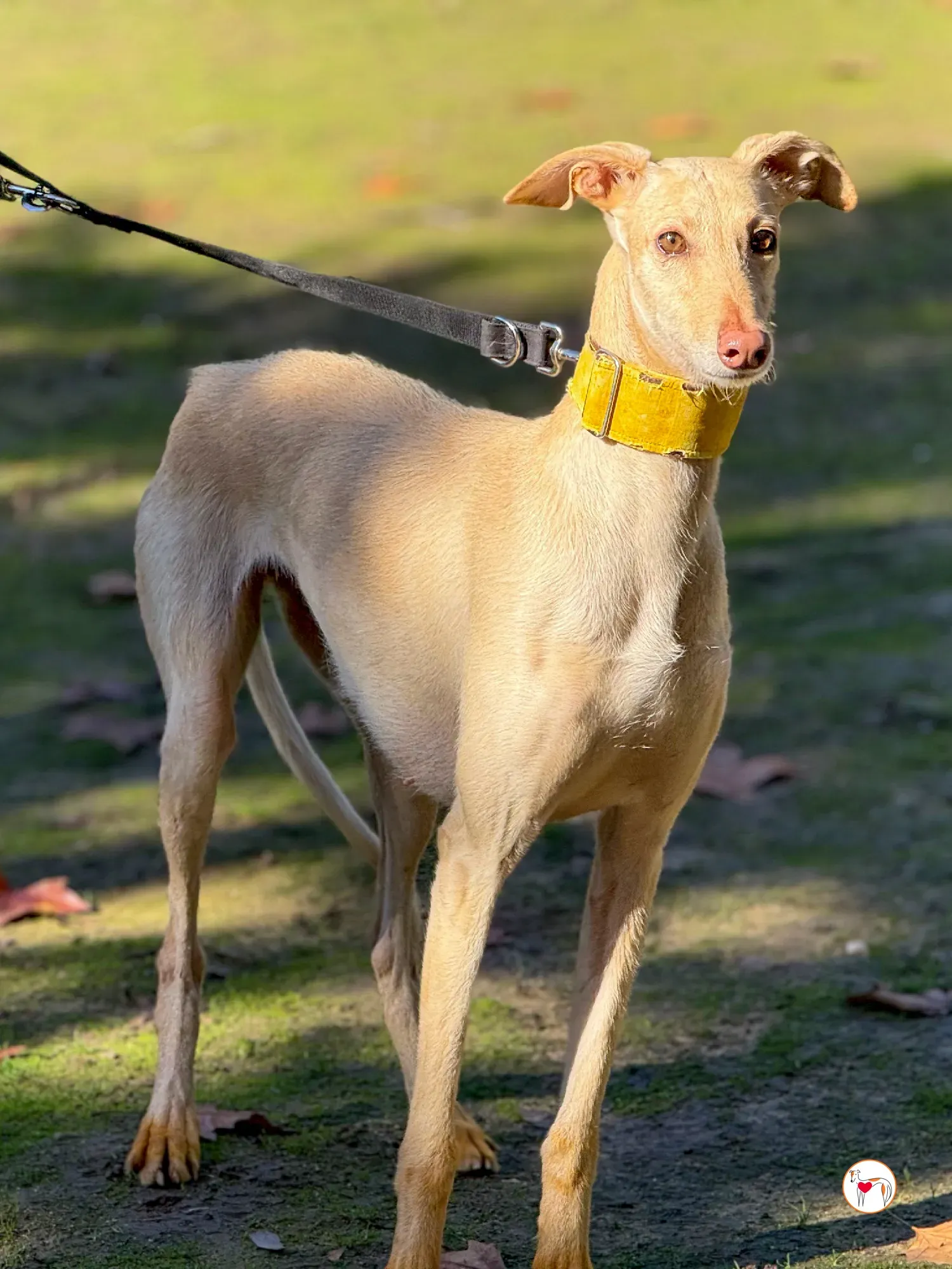 arena galgo adozione 14