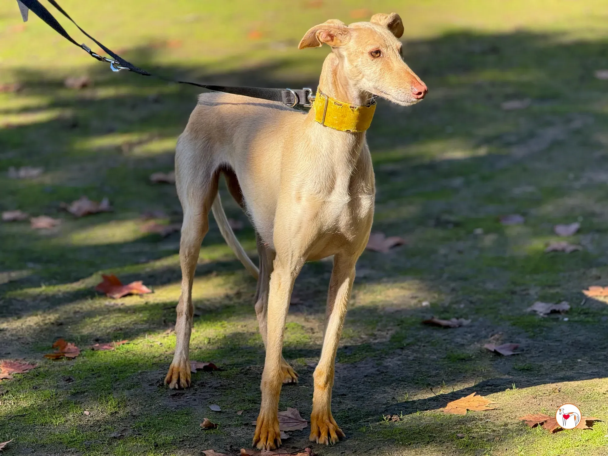 arena galgo adozione 15