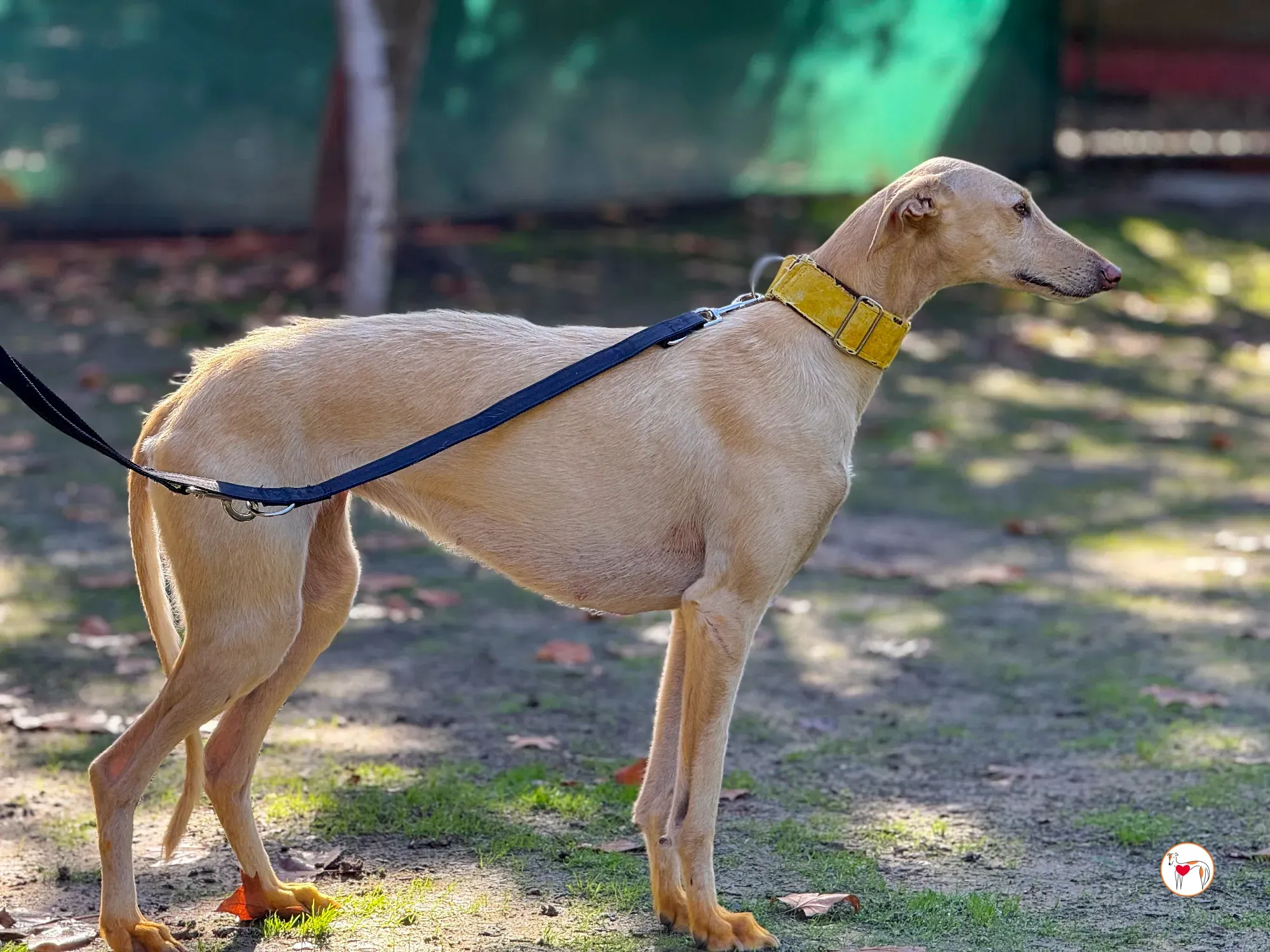 arena galgo adozione 16