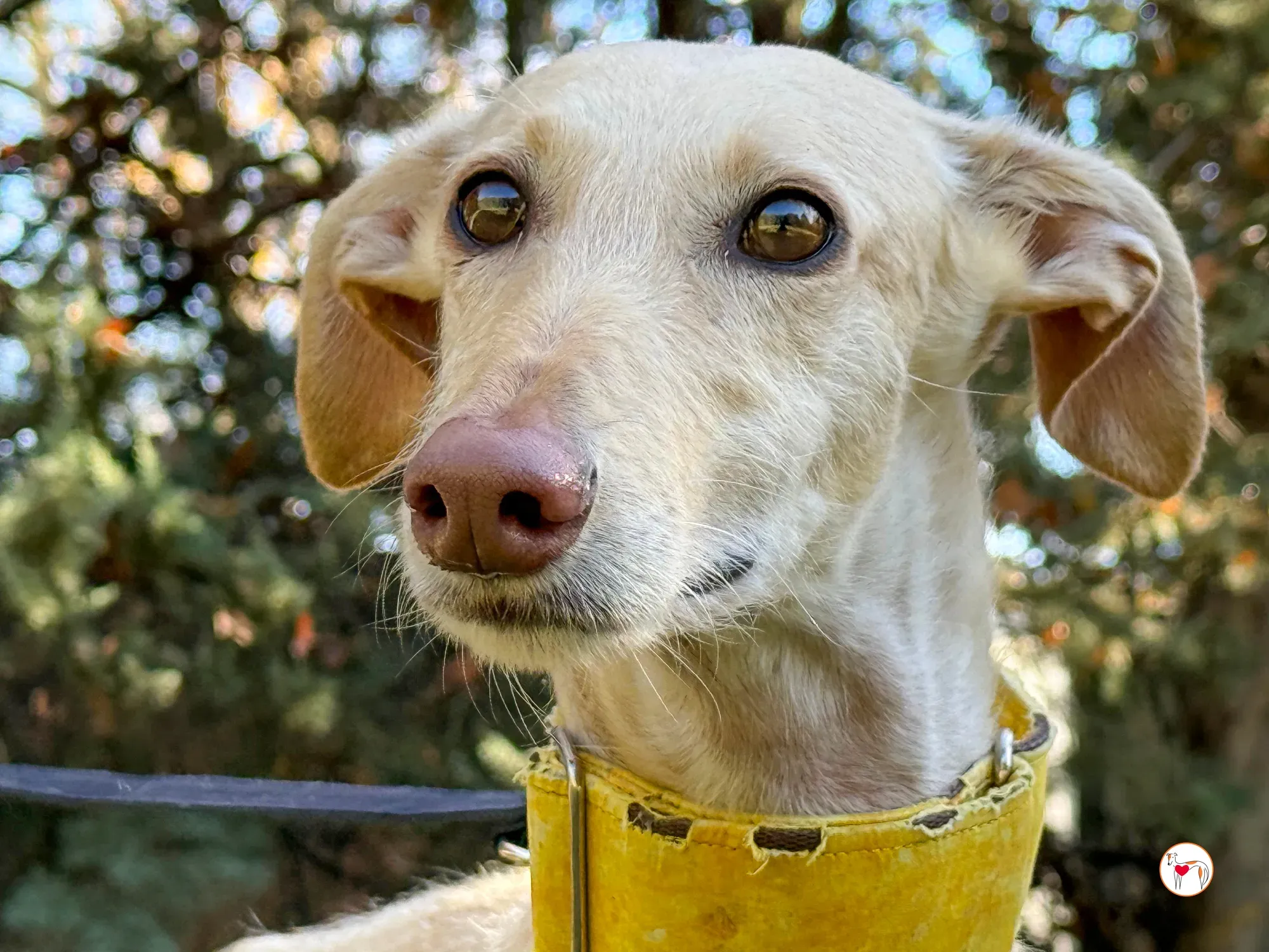 arena galgo adozione 17