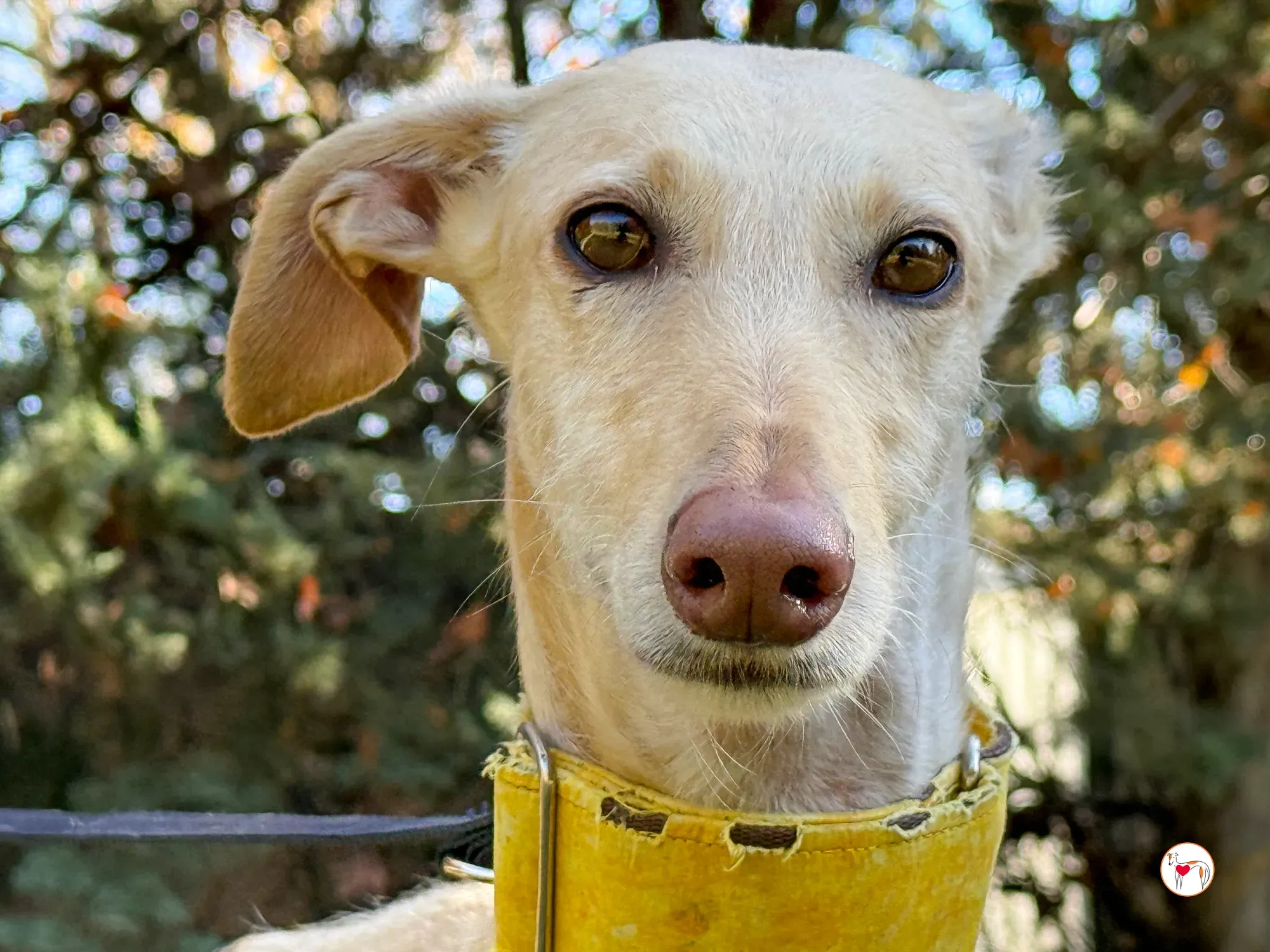 arena galgo adozione 18