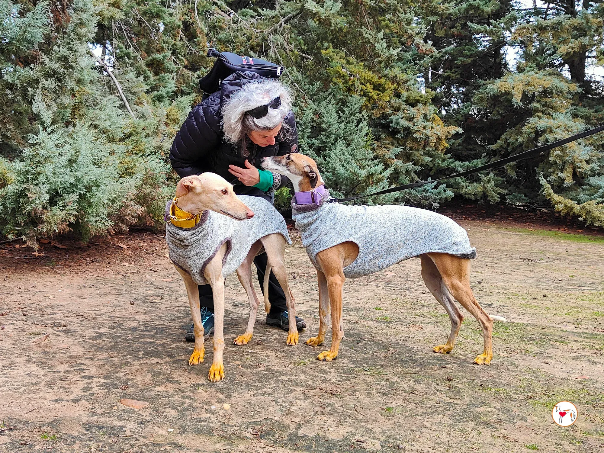 arena galgo adozione 19