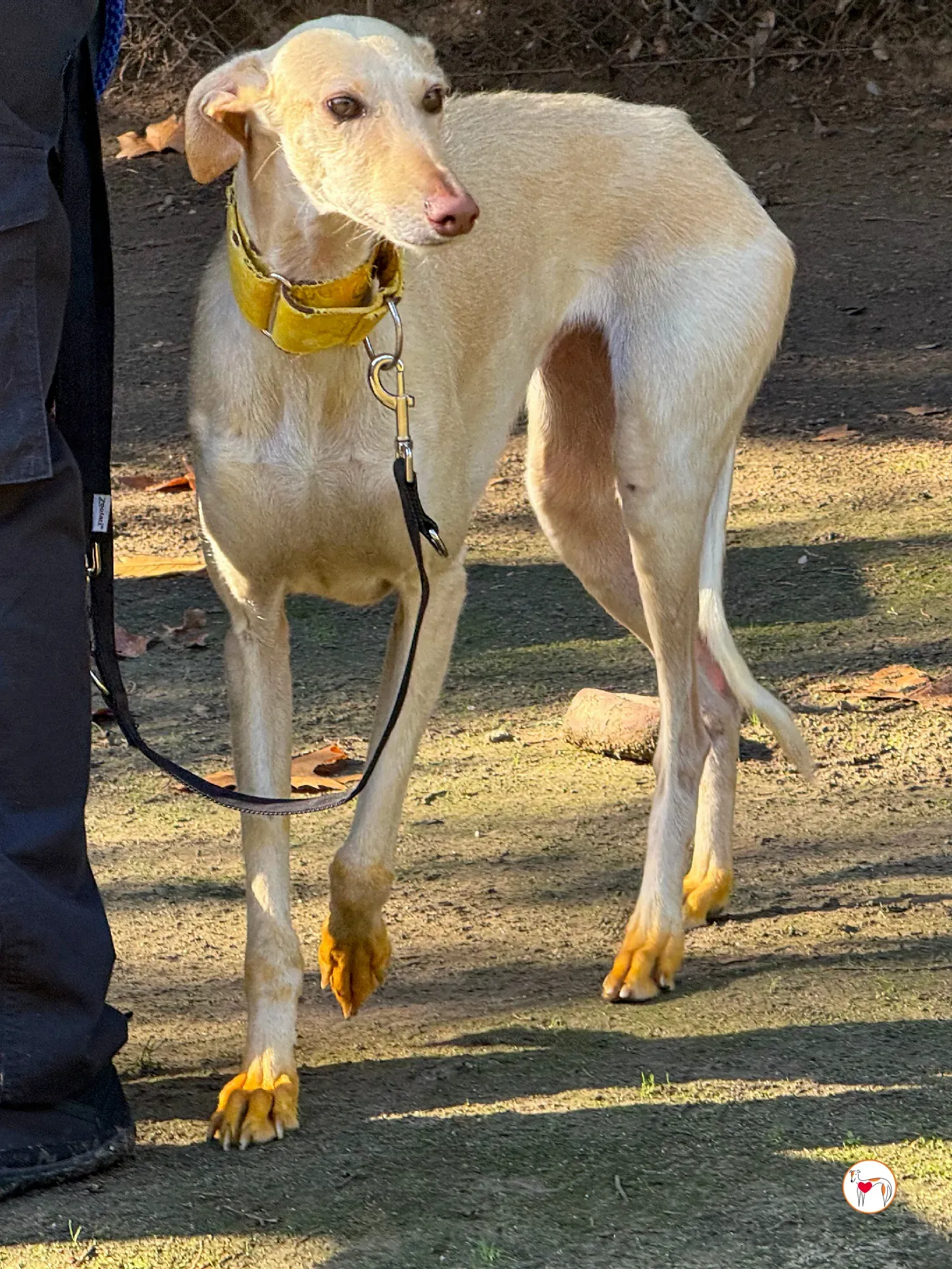 arena galgo adozione 2