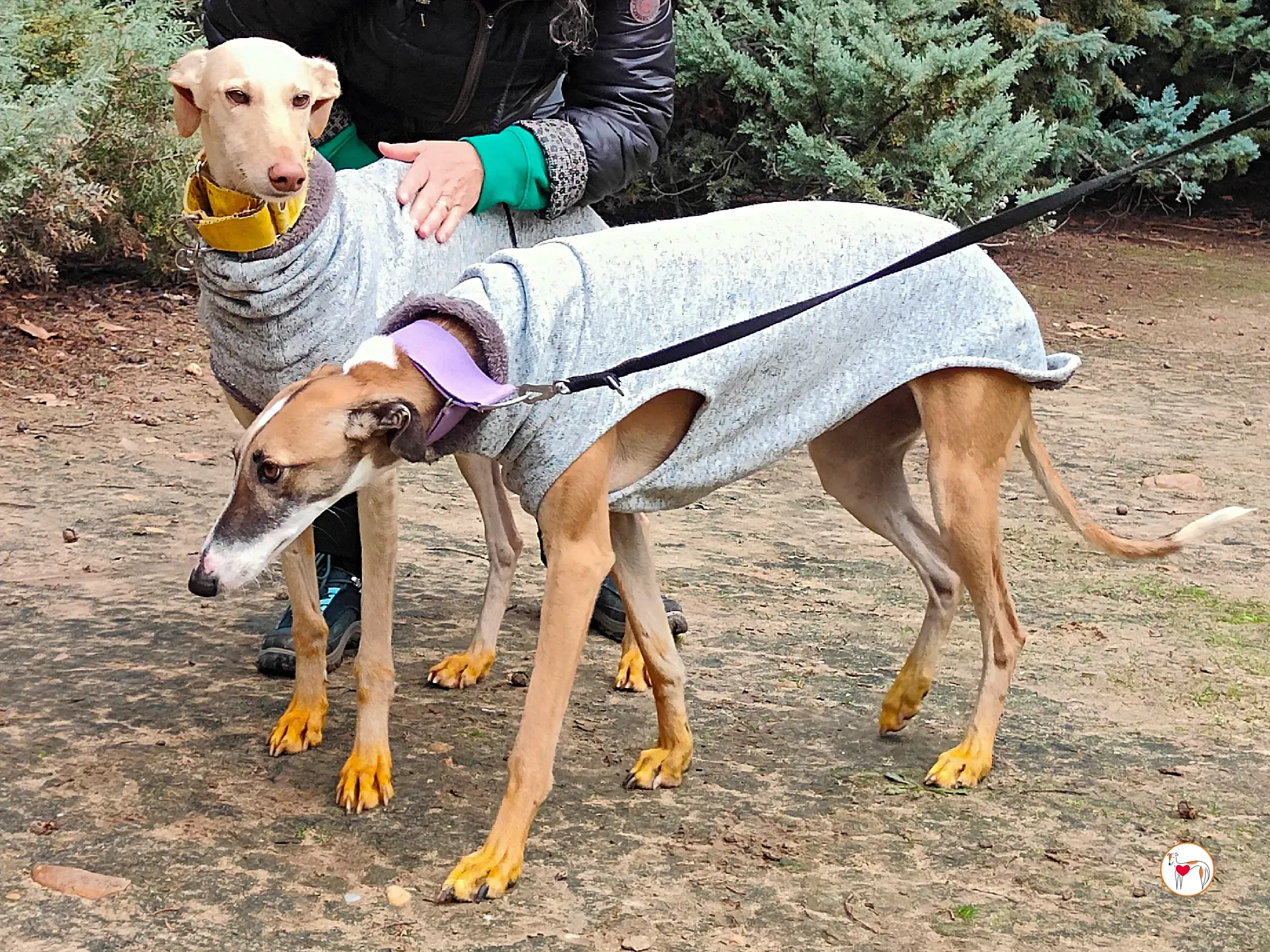 arena galgo adozione 20