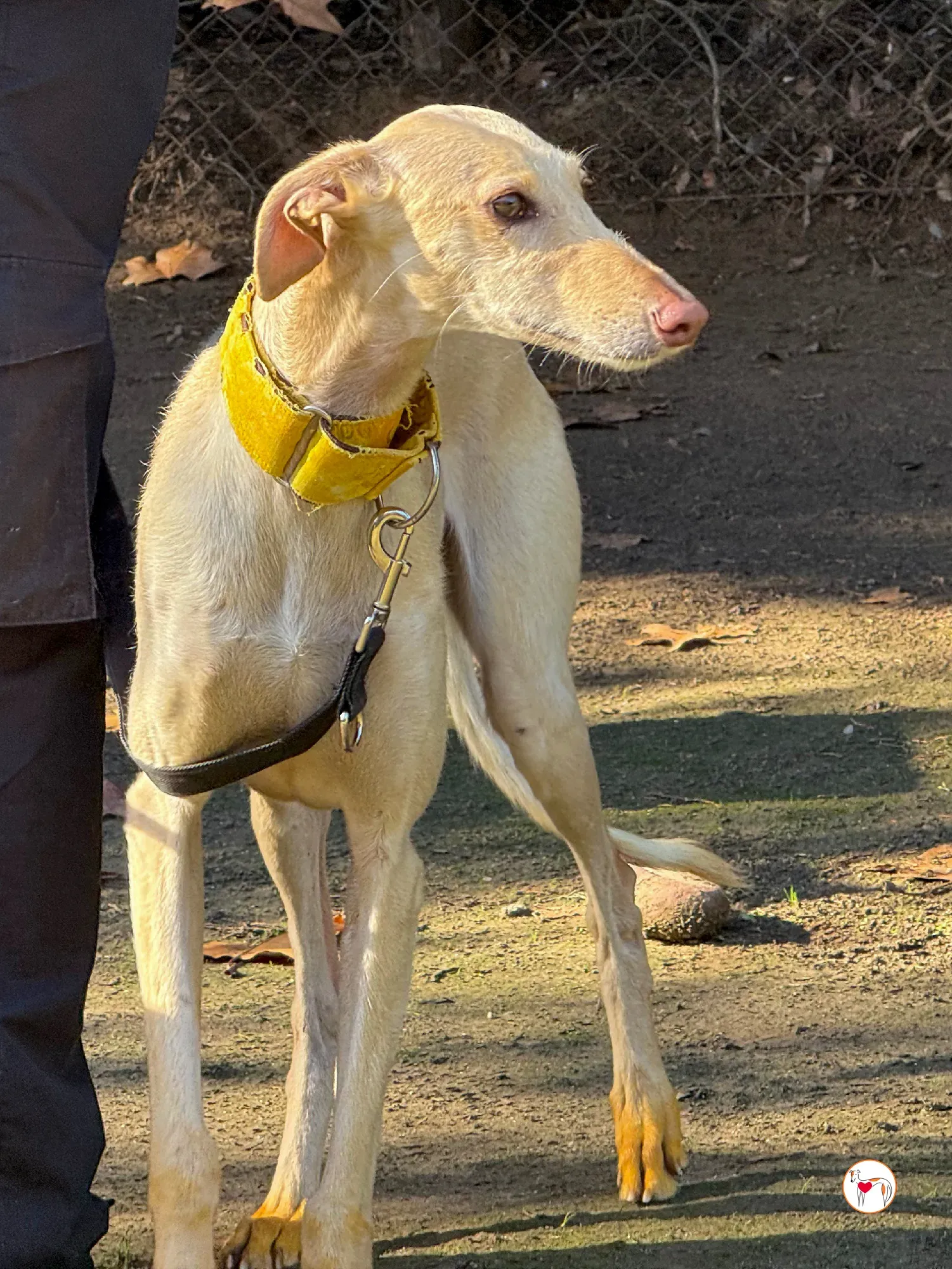 arena galgo adozione 3