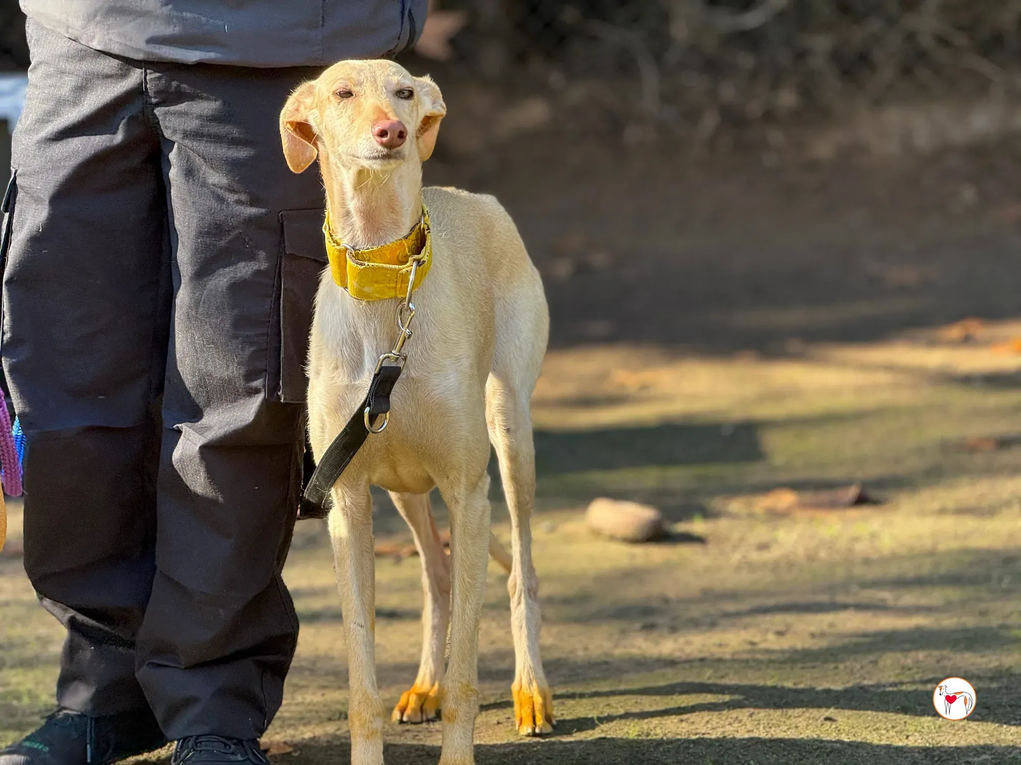 arena galgo adozione 4