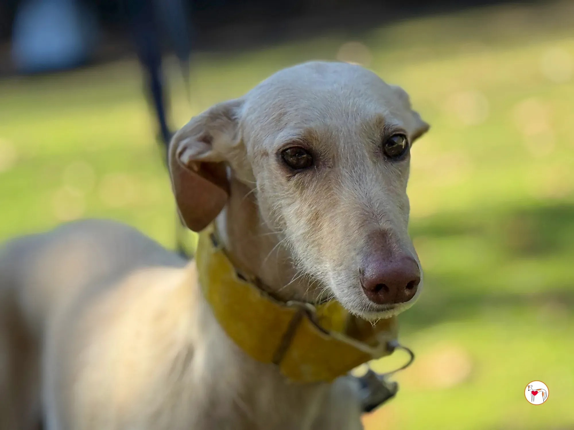 arena galgo adozione 5