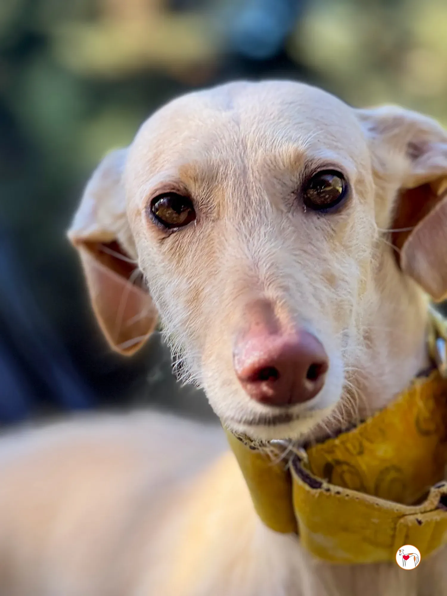 arena galgo adozione 6