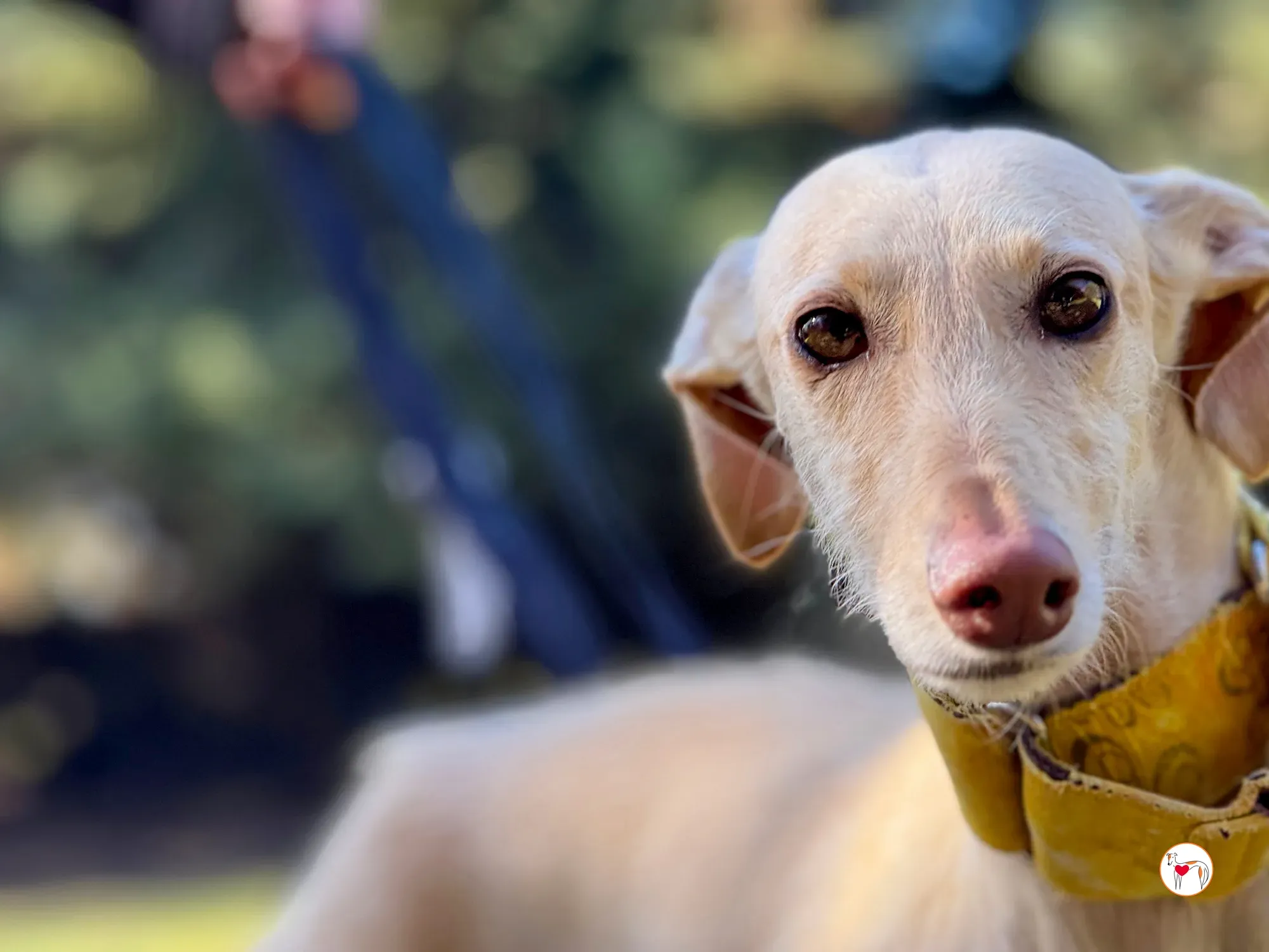 arena galgo adozione 7