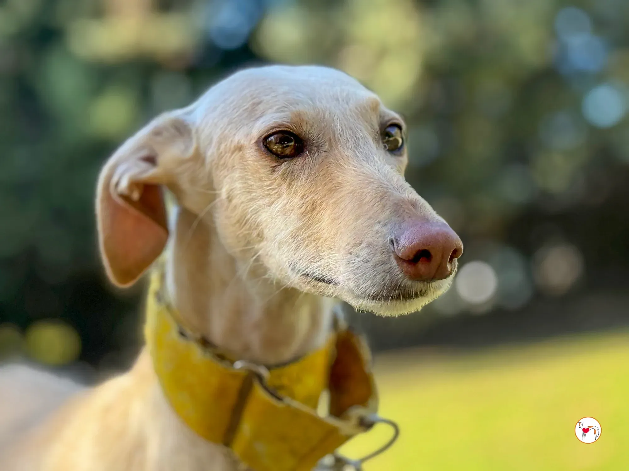 arena galgo adozione 8