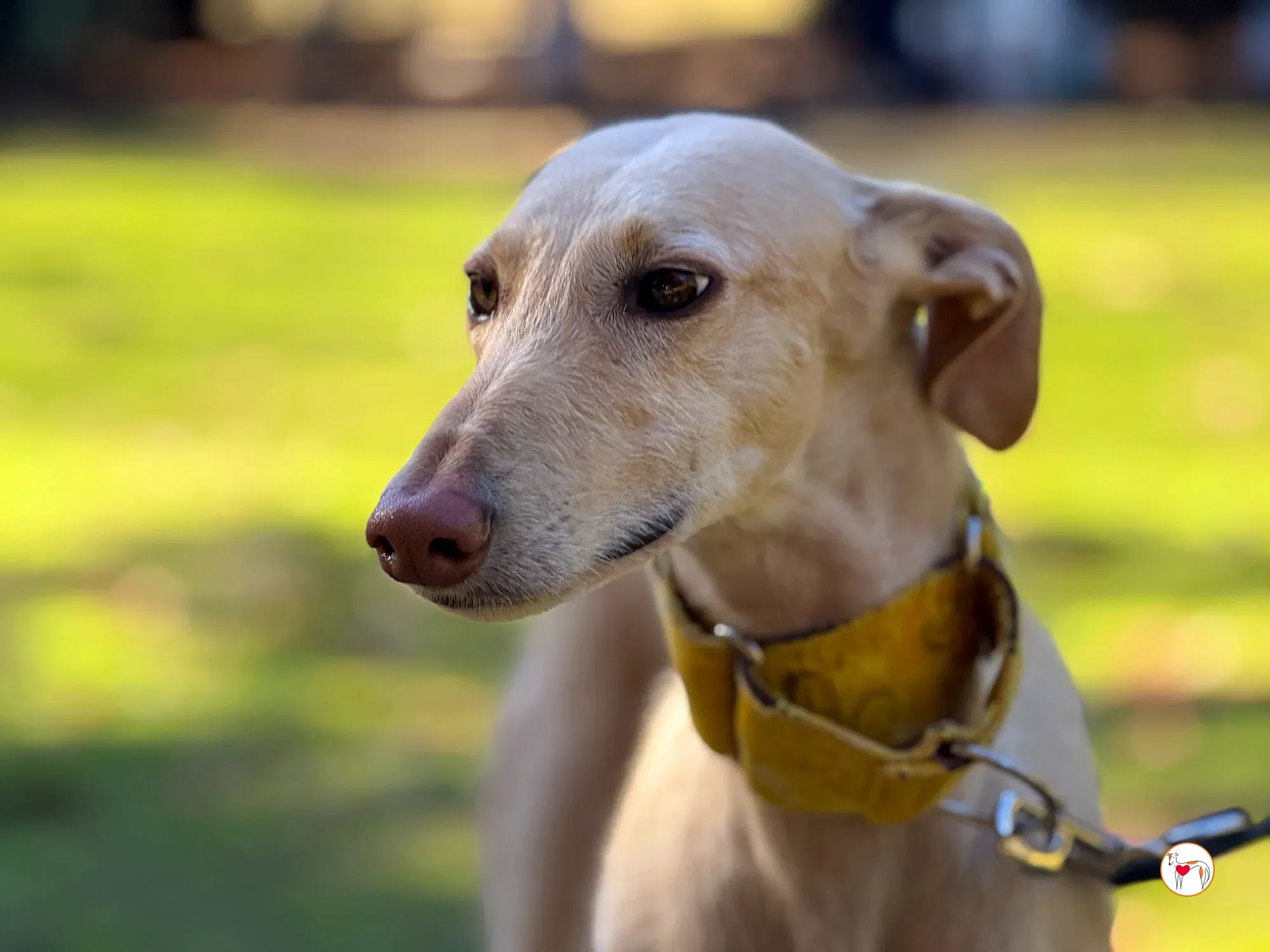 arena galgo adozione 9