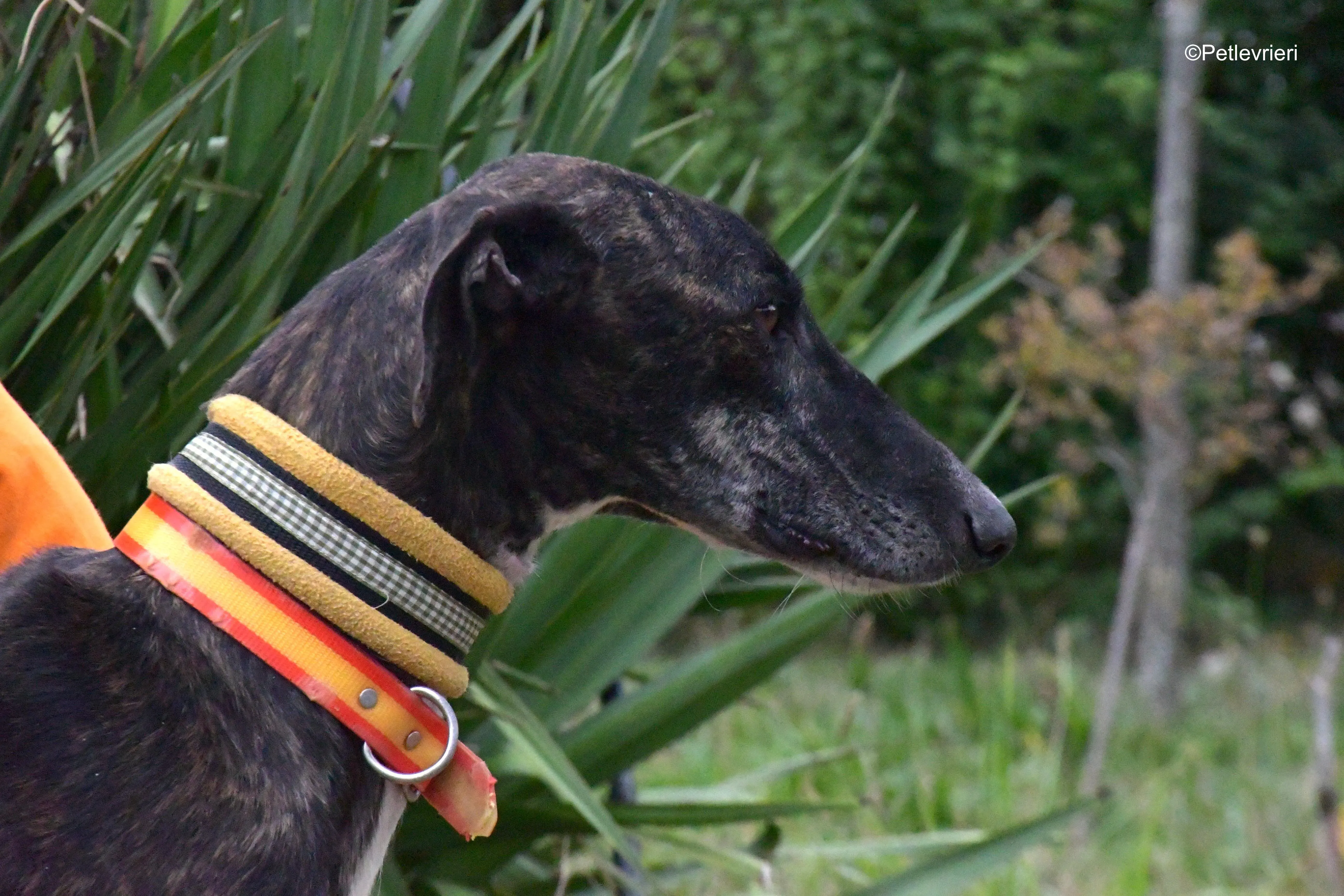 ares adozione levrieri galgo 1