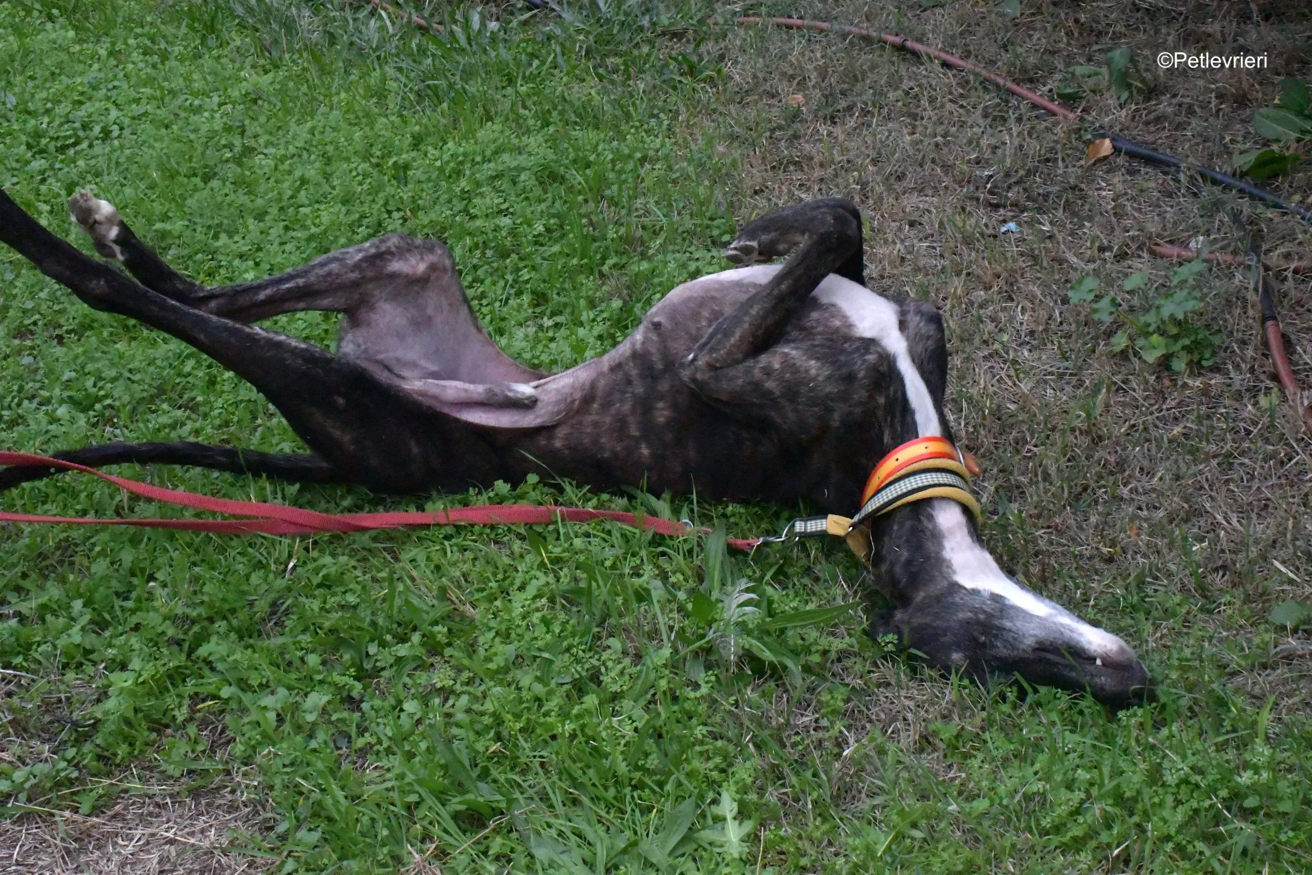 ares adozione levrieri galgo 10 scaled 1