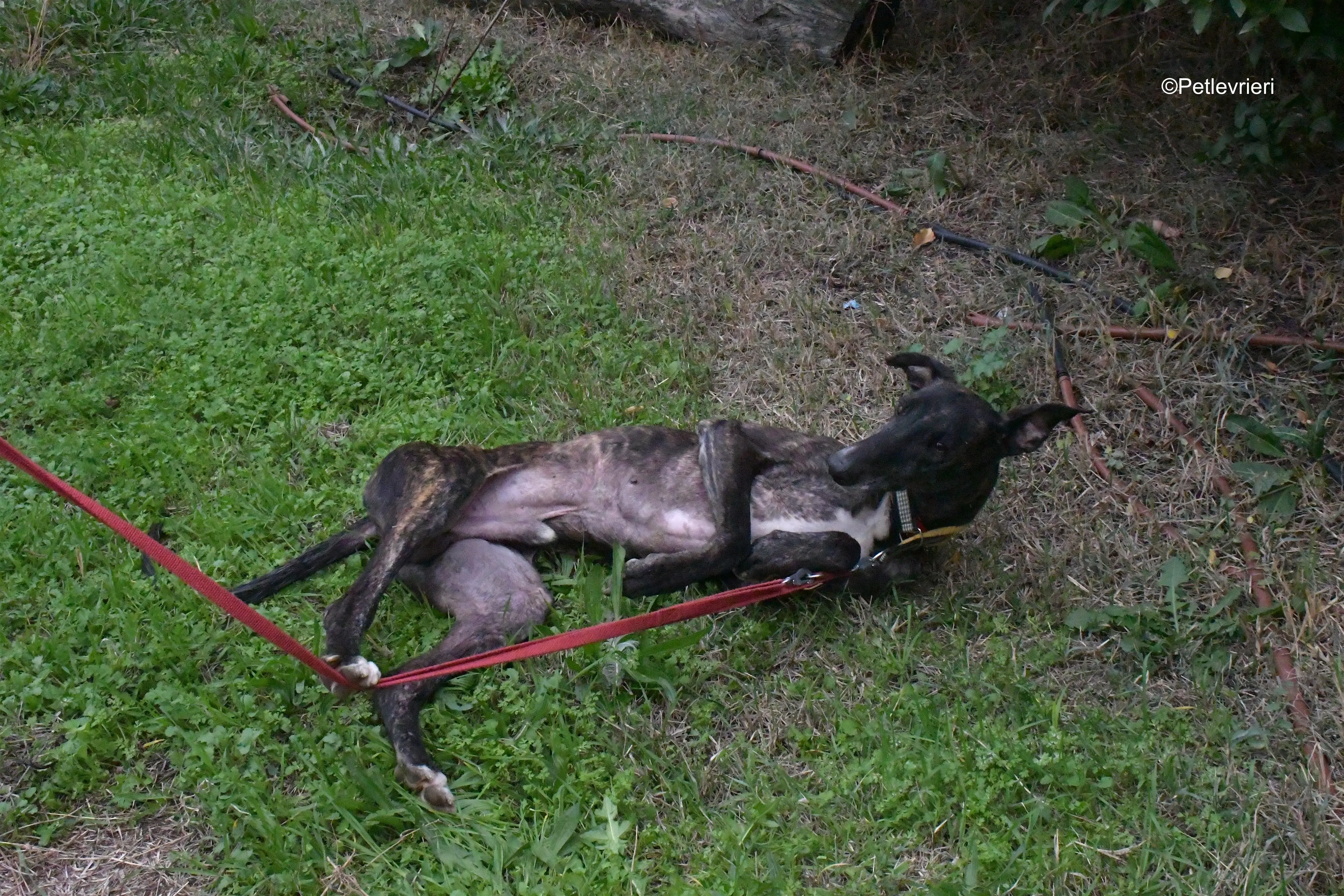 ares adozione levrieri galgo 11