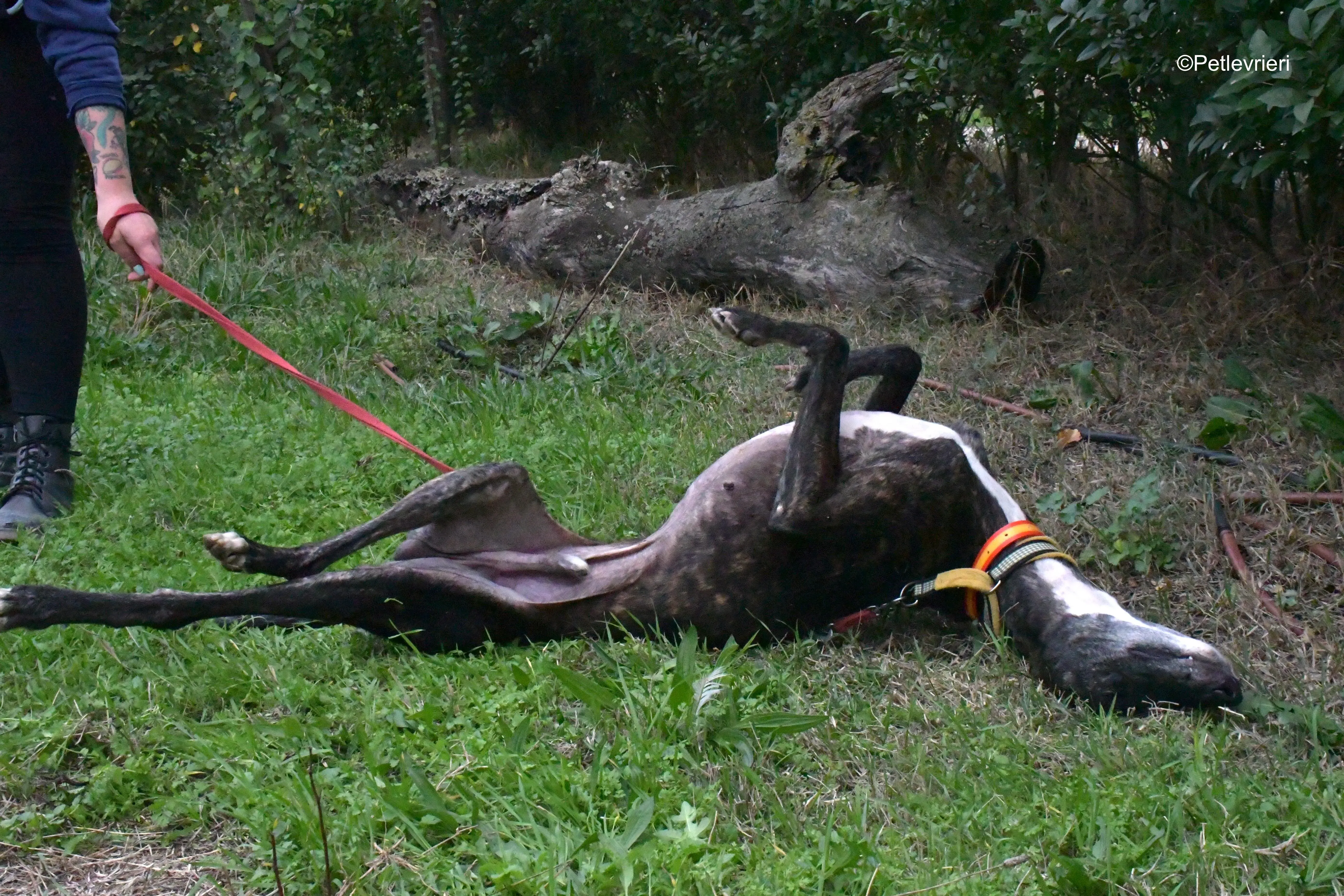 ares adozione levrieri galgo 12