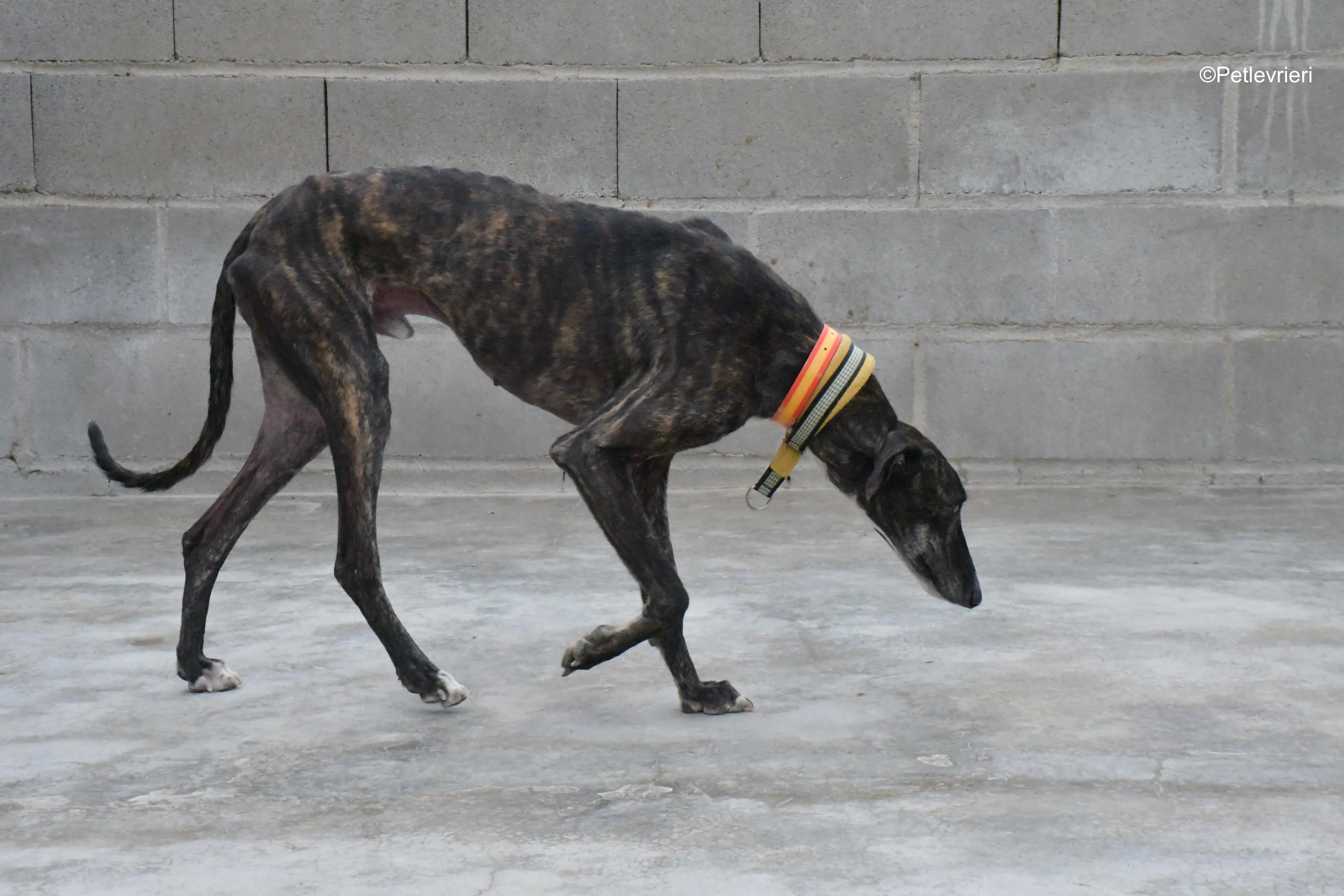 ares adozione levrieri galgo 13
