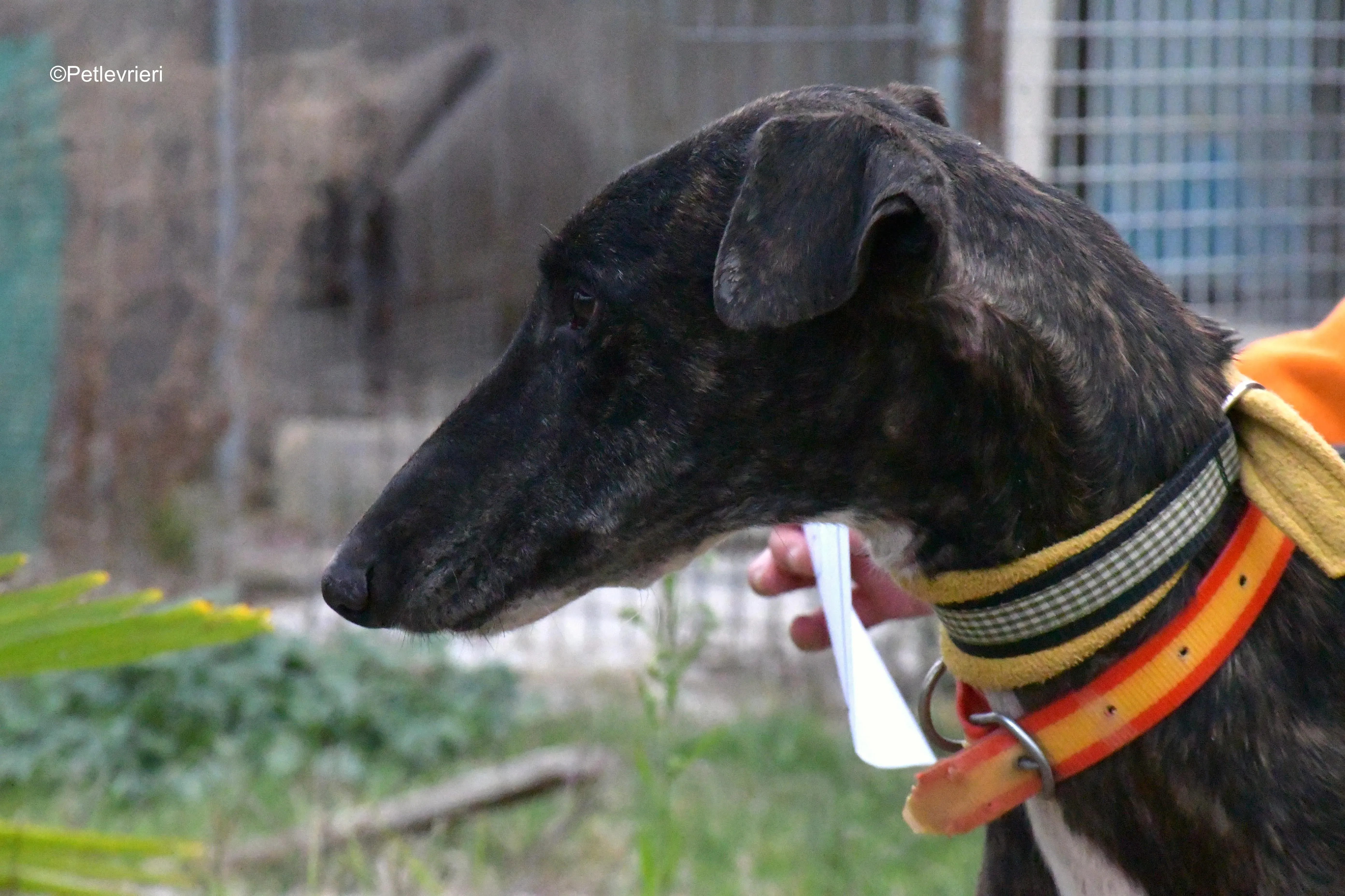 ares adozione levrieri galgo 2