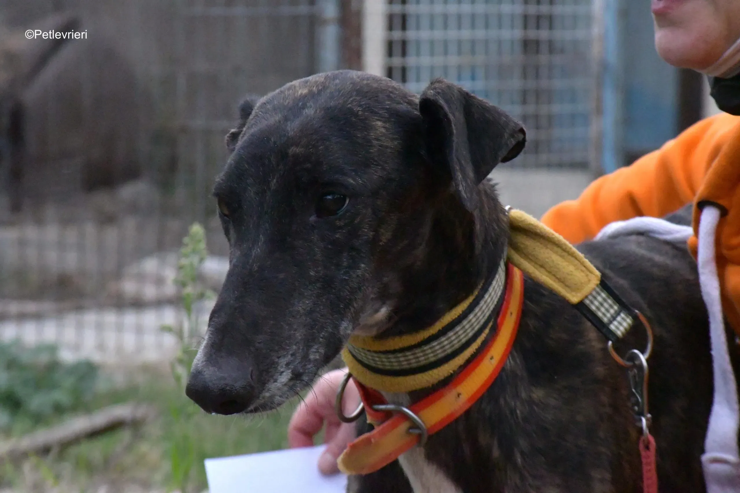 ares adozione levrieri galgo 3 scaled 1