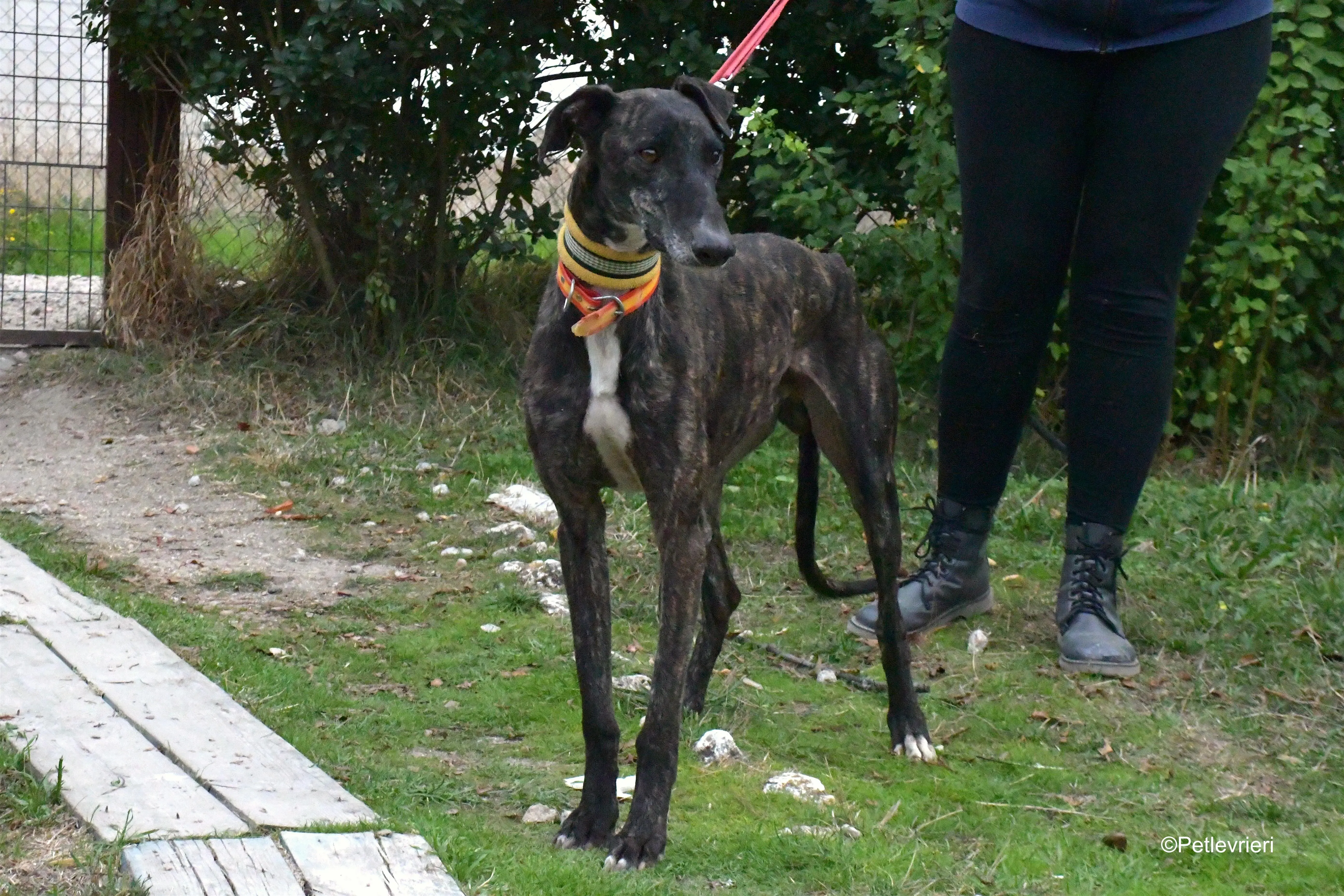 ares adozione levrieri galgo 4