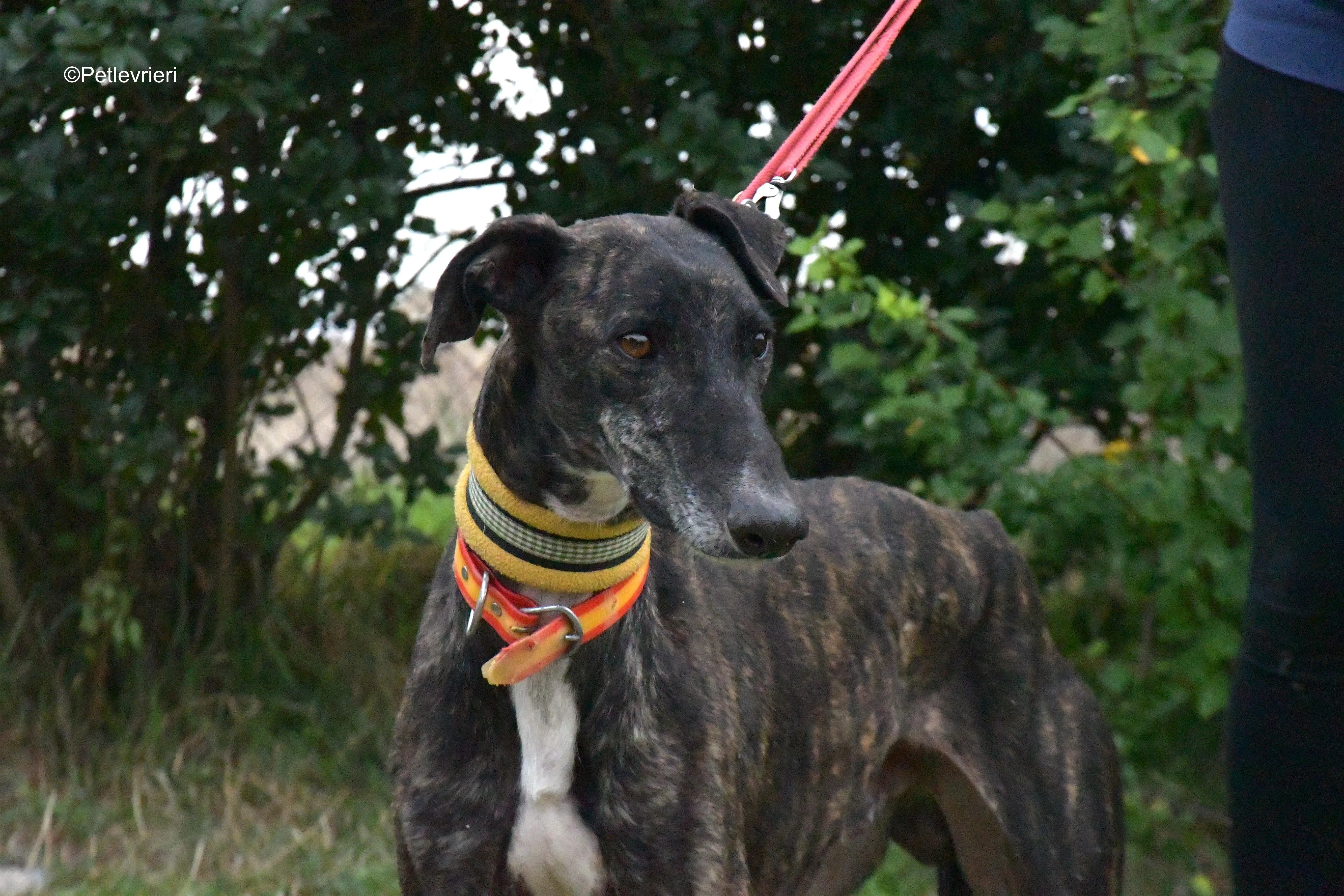ares adozione levrieri galgo 5