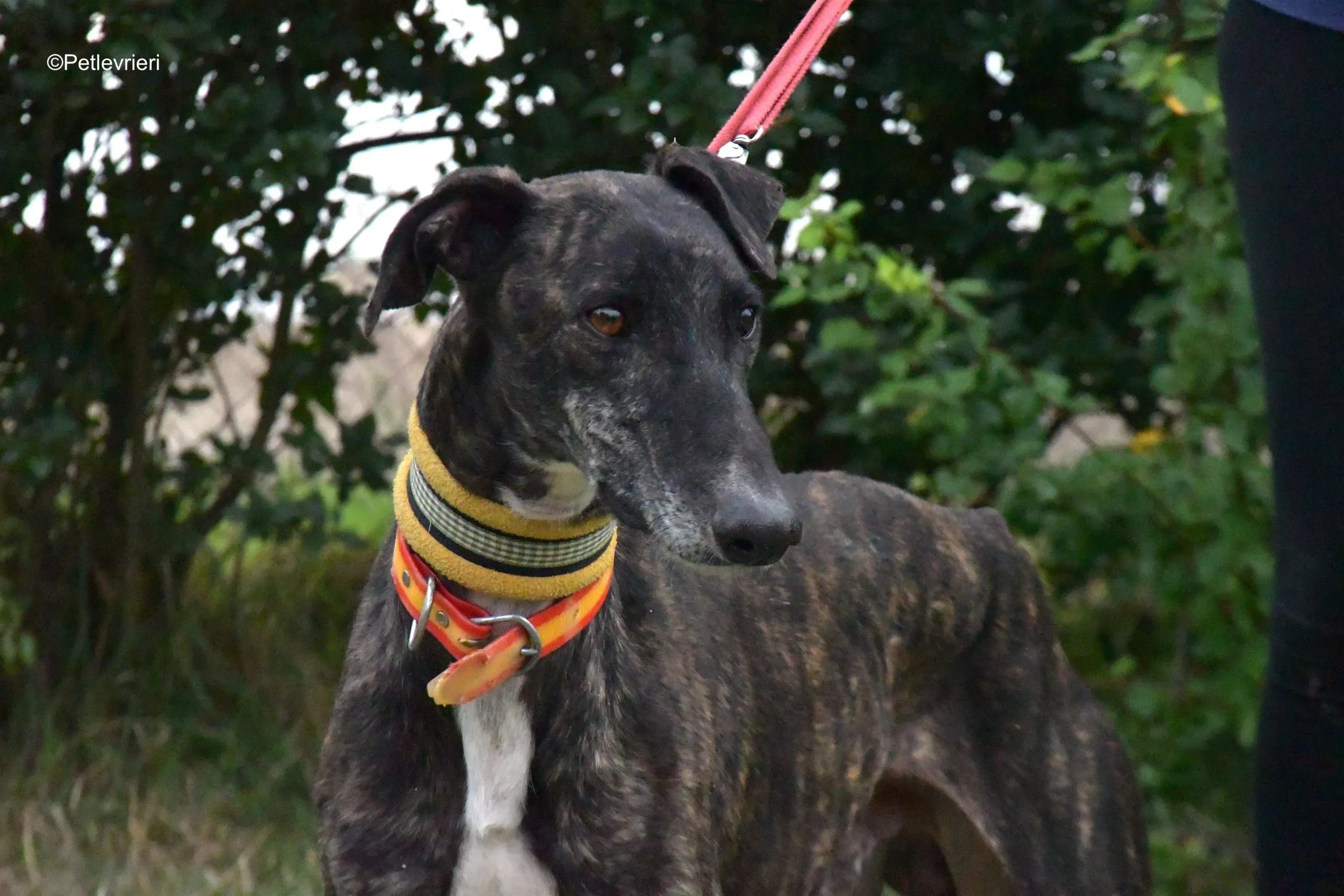 ares adozione levrieri galgo 6 scaled 1