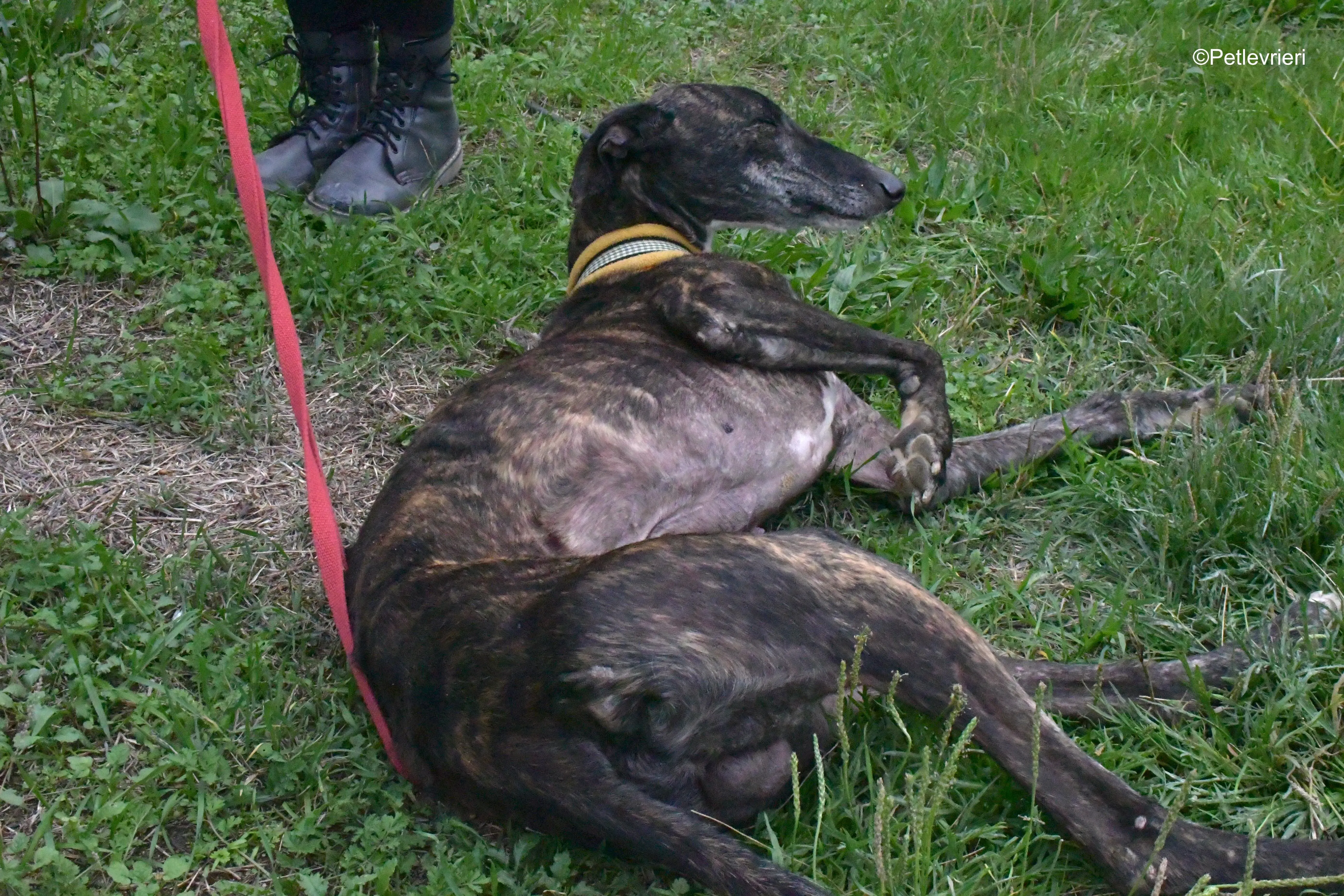 ares adozione levrieri galgo 7
