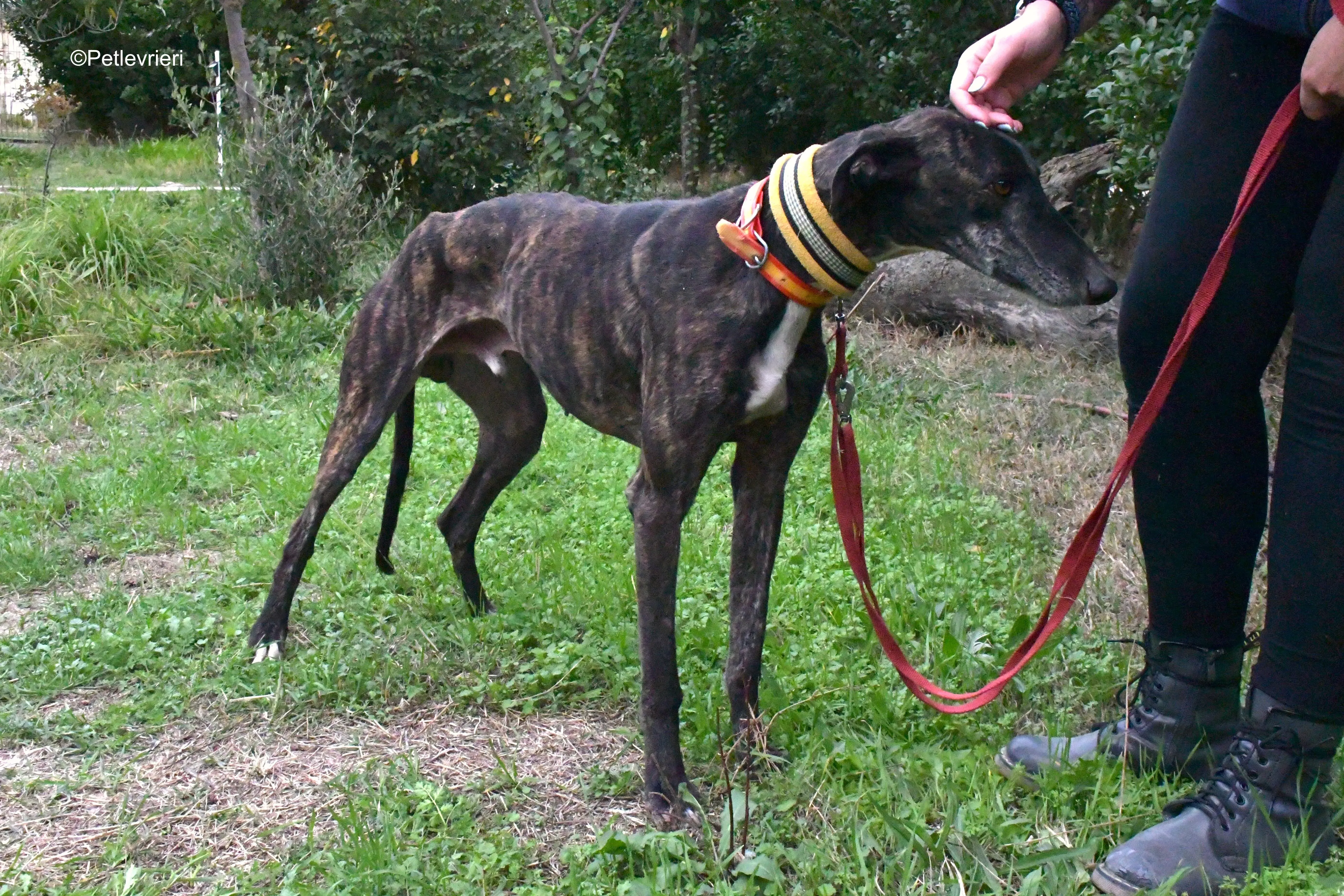 ares adozione levrieri galgo 8