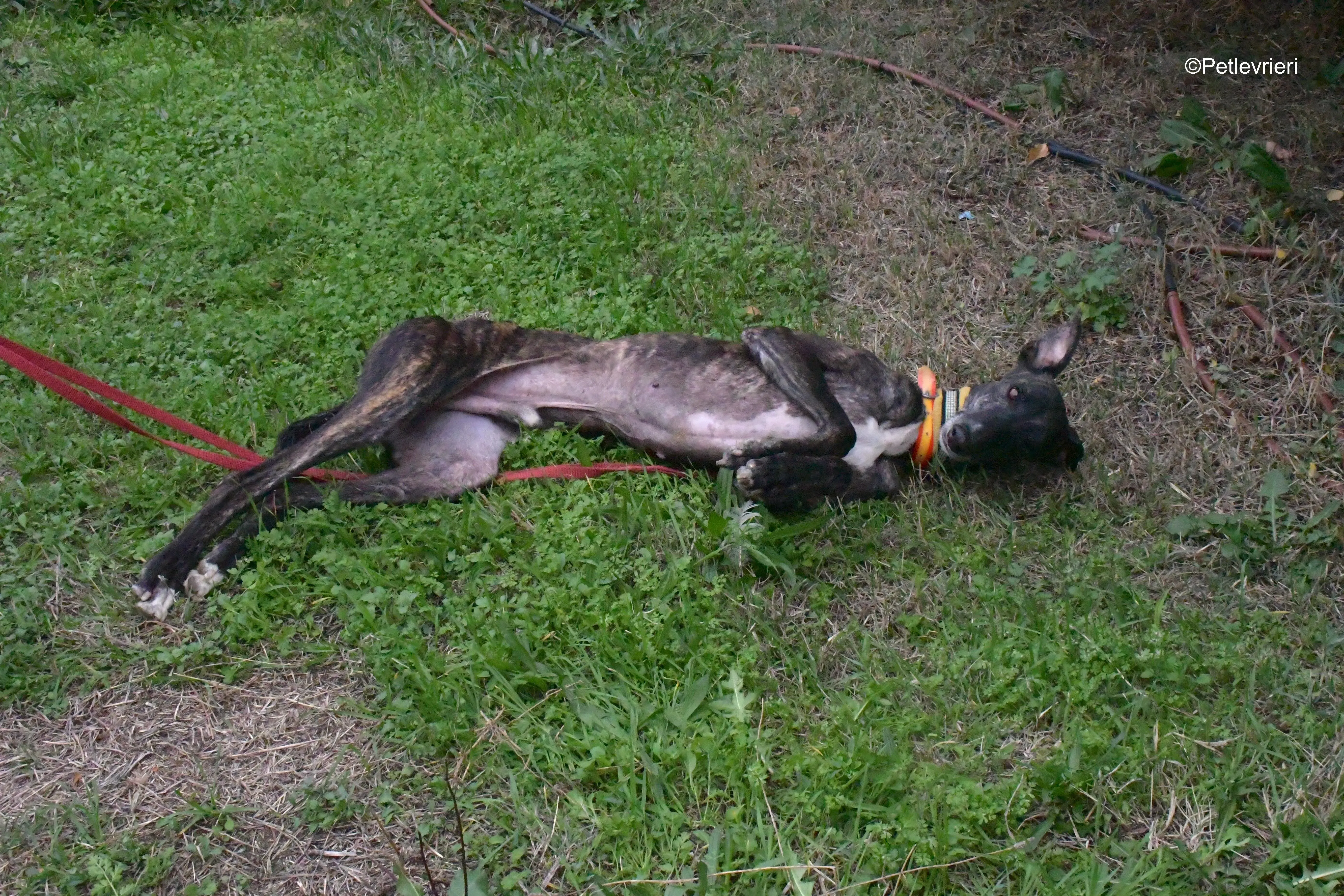 ares adozione levrieri galgo 9