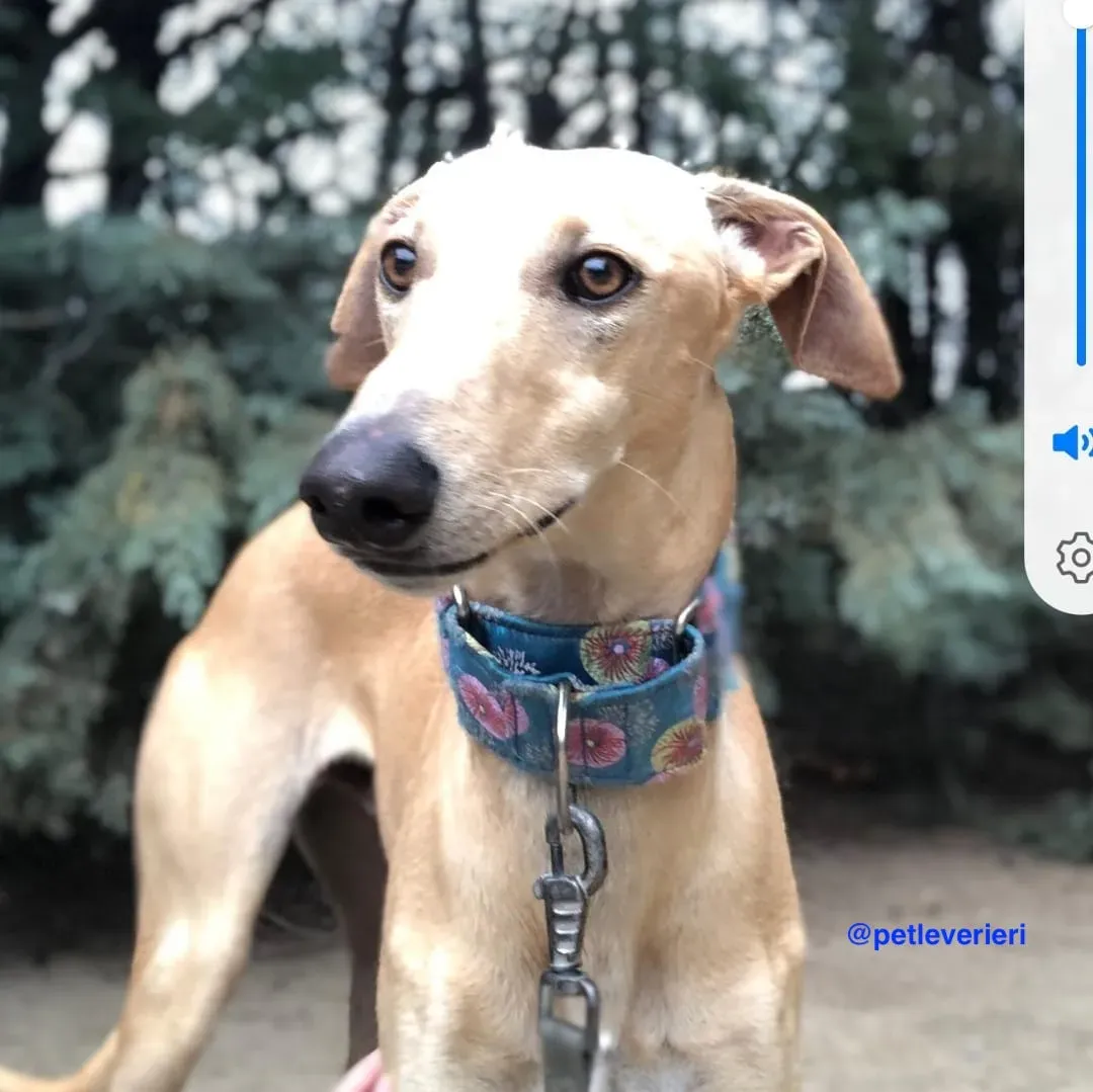 ares2 adozione galgo pet levrieri 1 1