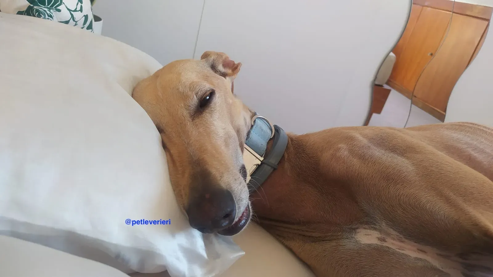 ares2 adozione galgo pet levrieri 2 1