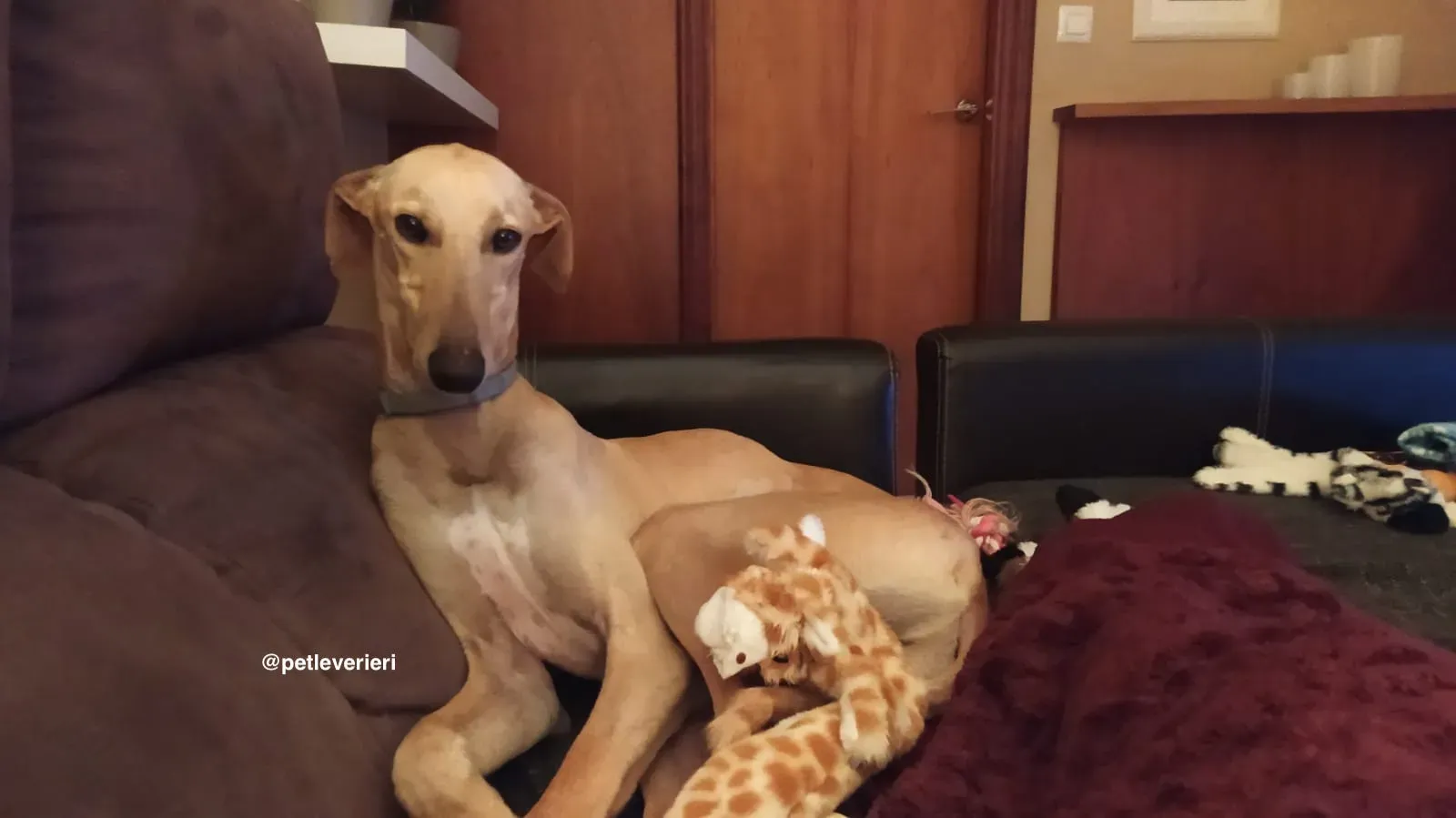 ares2 adozione galgo pet levrieri 3 1