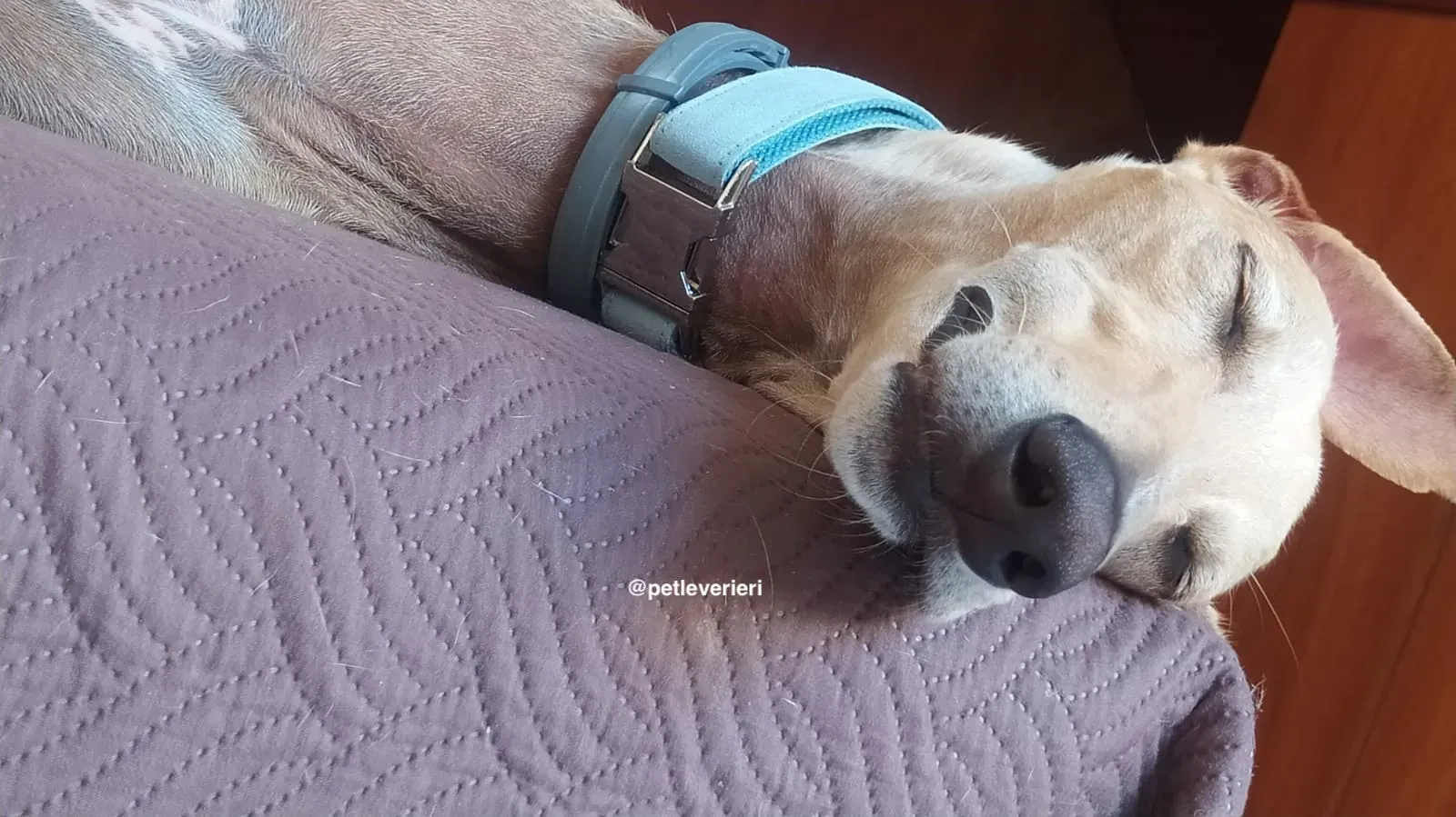 ares2 adozione galgo pet levrieri 4