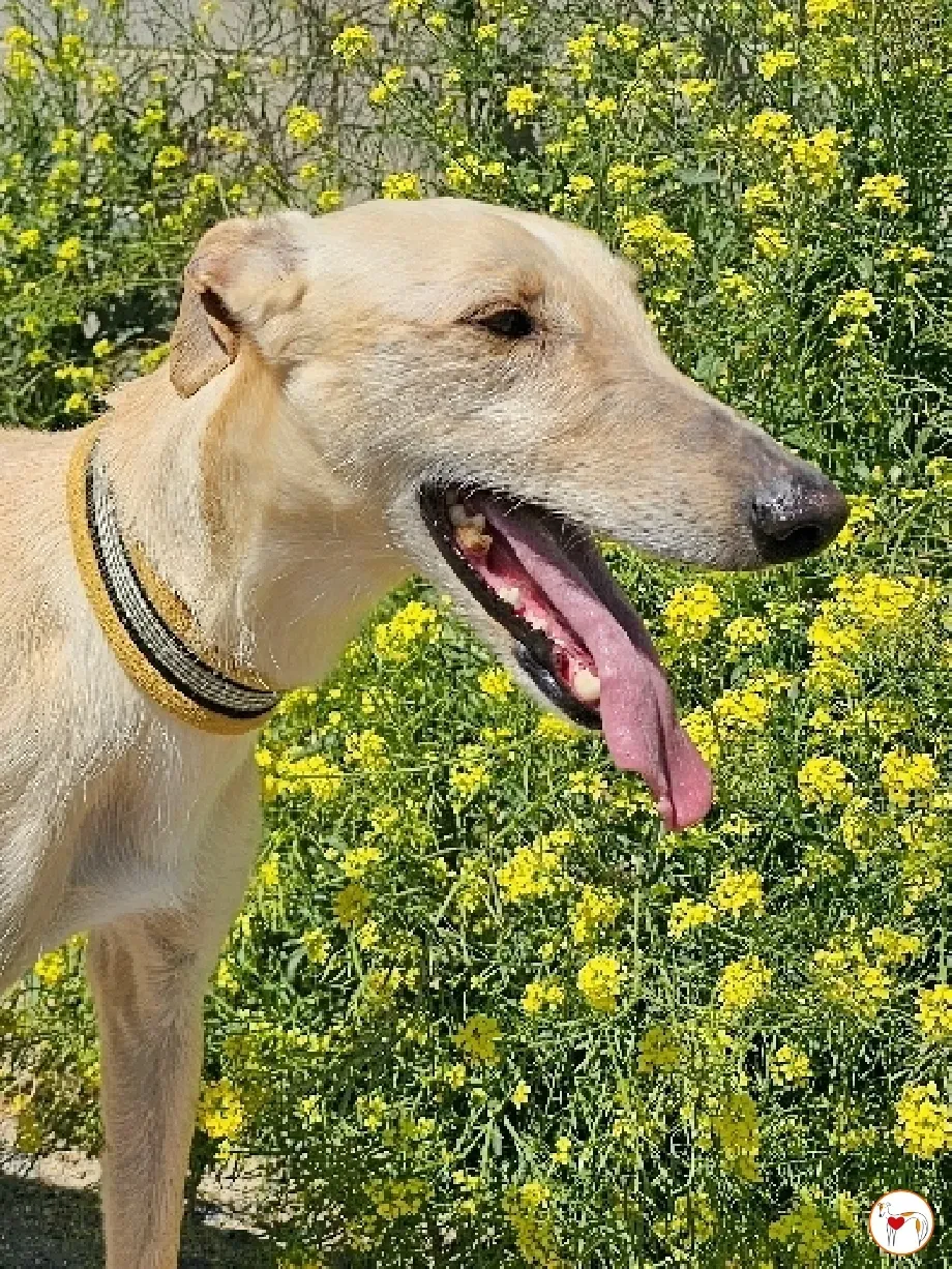 ares 2 galgo adozione 01