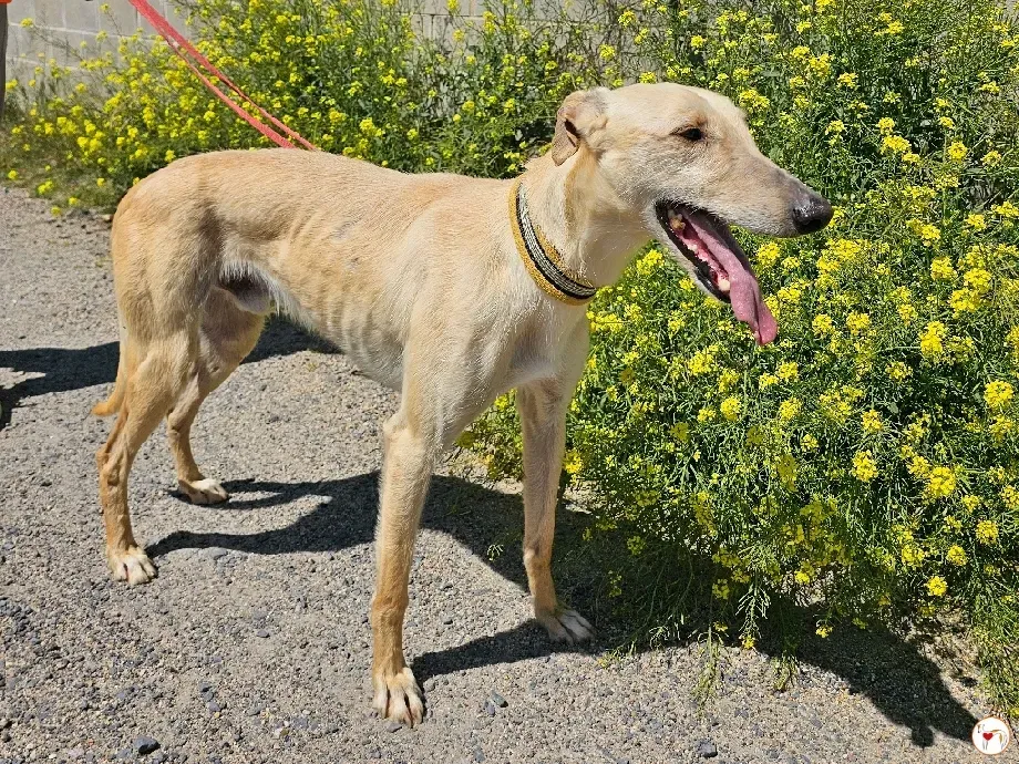 ares 2 galgo adozione 02