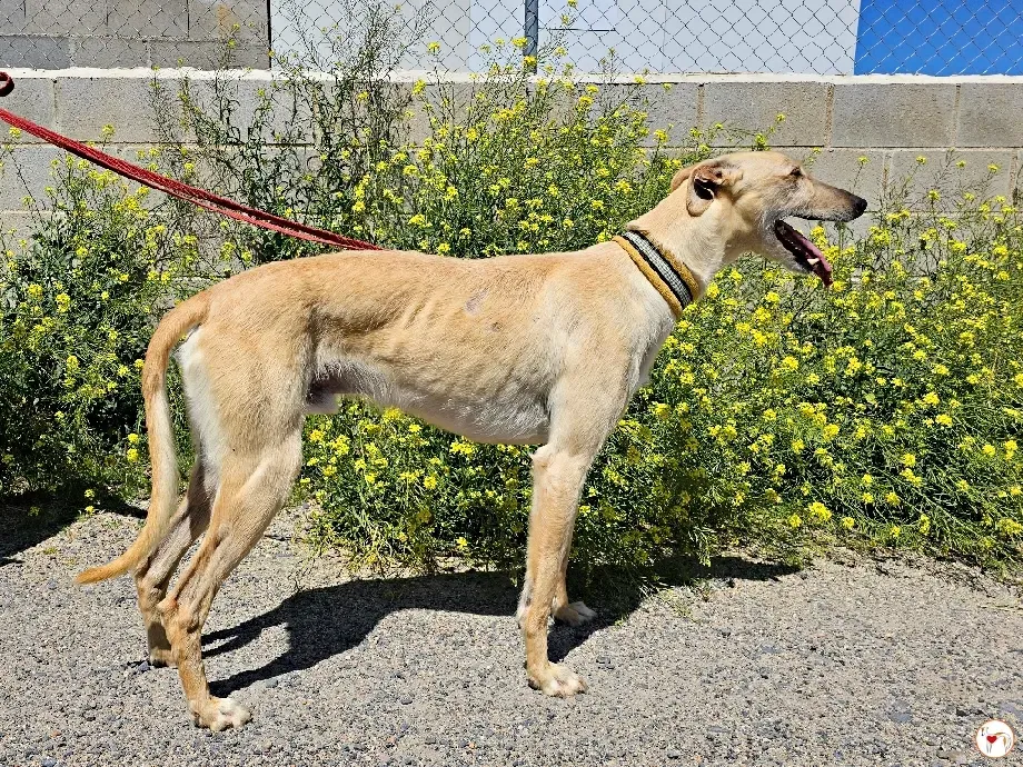 ares 2 galgo adozione 03
