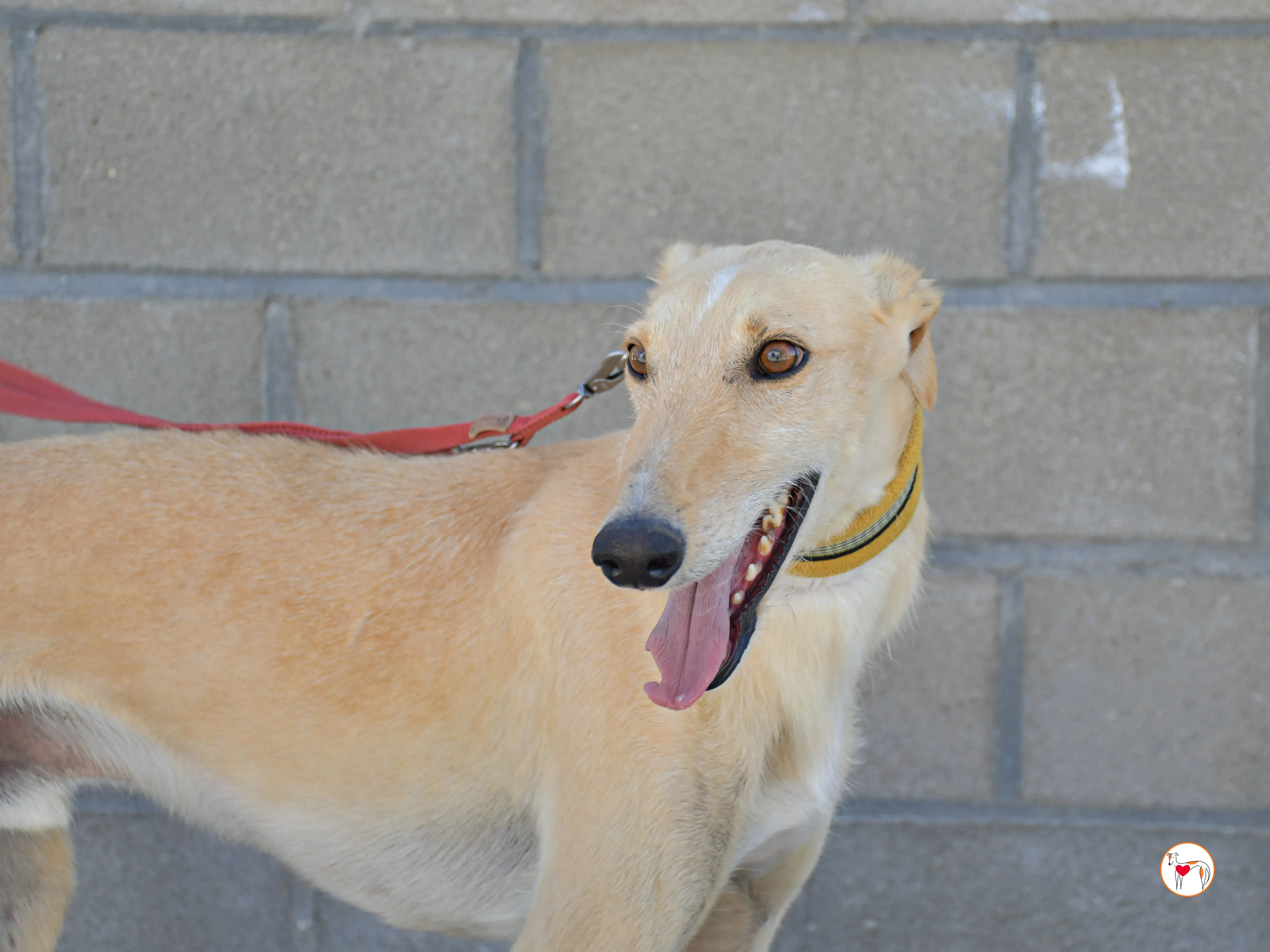 ares 2 galgo adozione 05