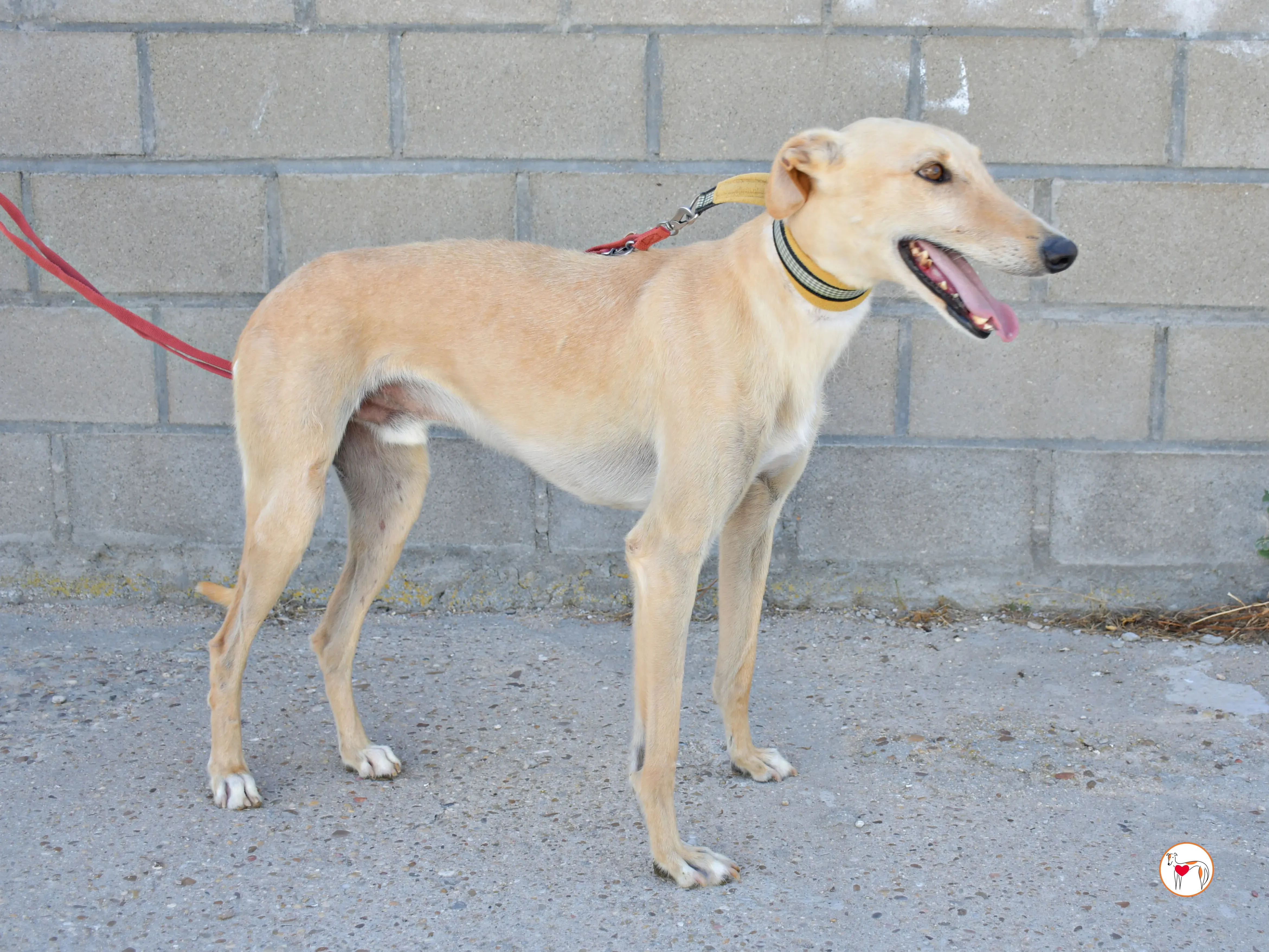 ares 2 galgo adozione 06