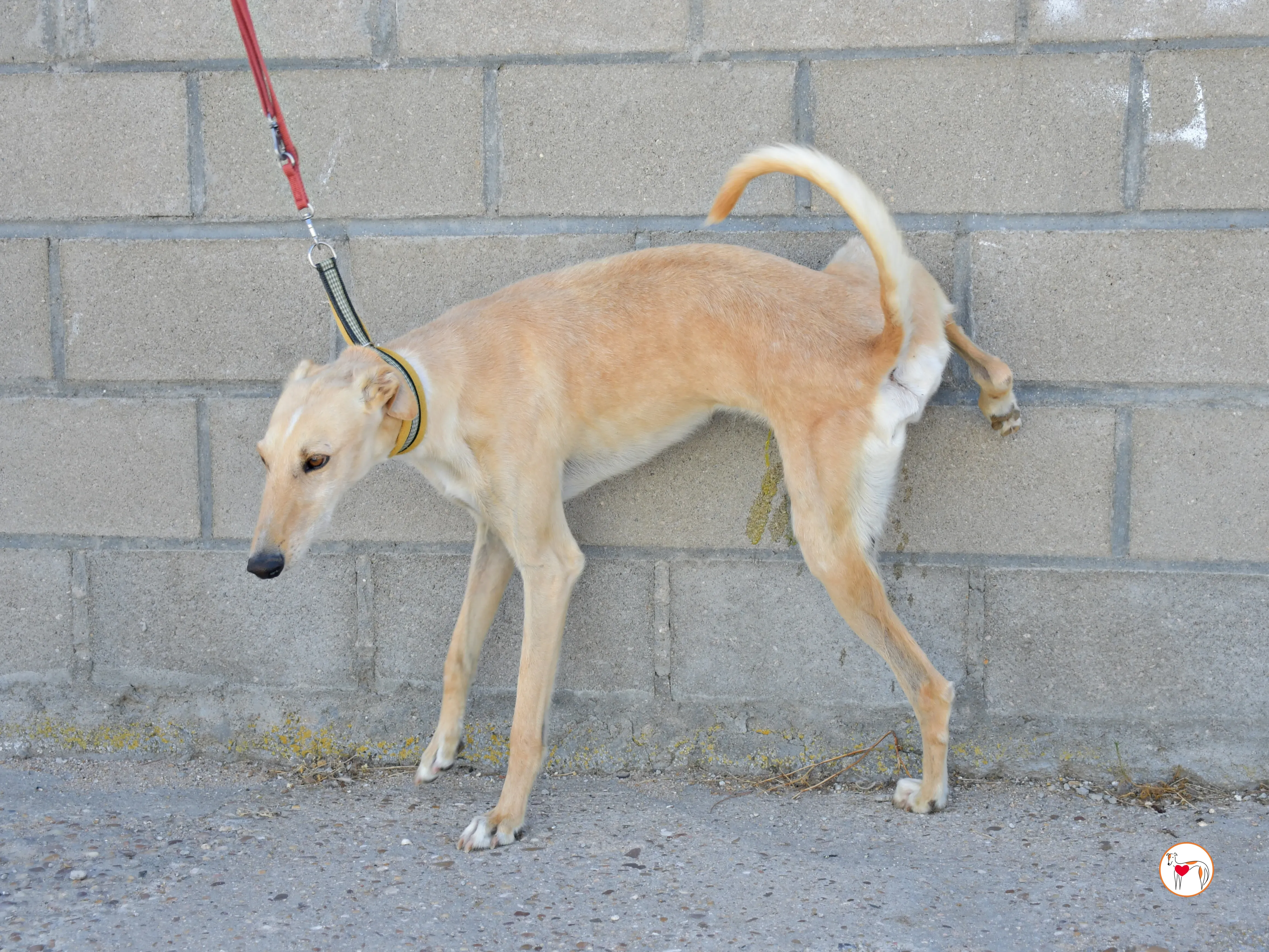 ares 2 galgo adozione 07