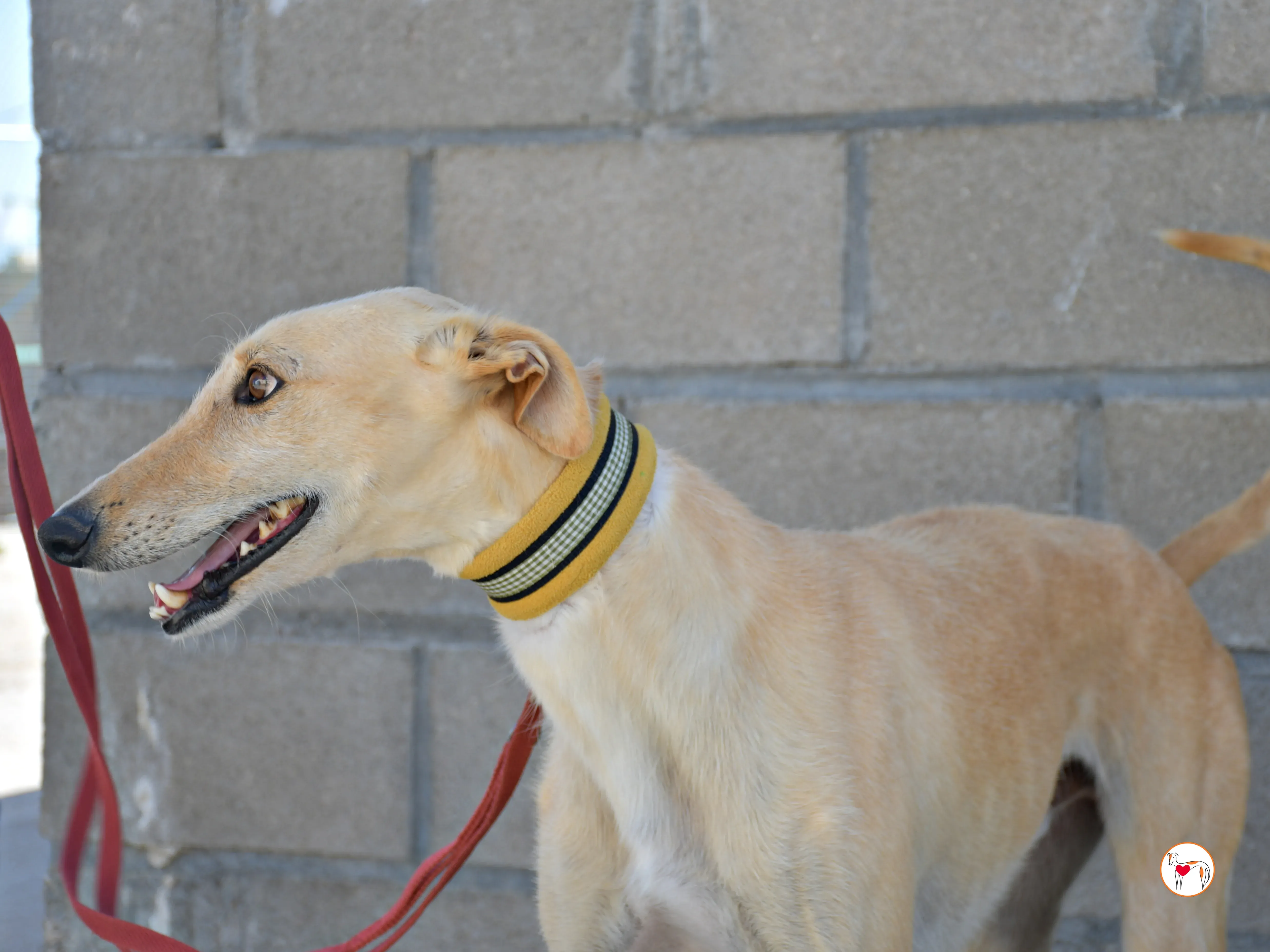 ares 2 galgo adozione 08