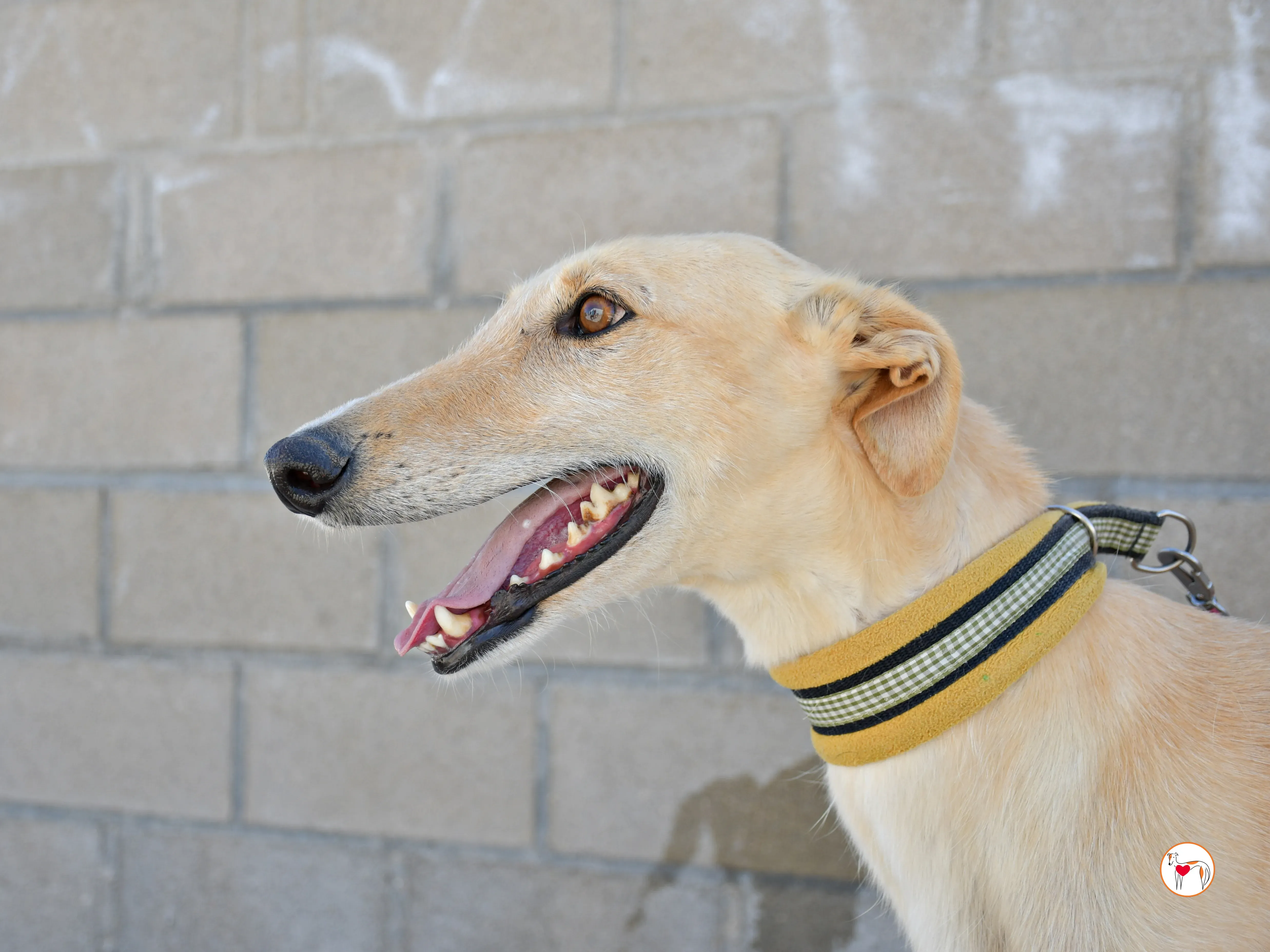 ares 2 galgo adozione 10