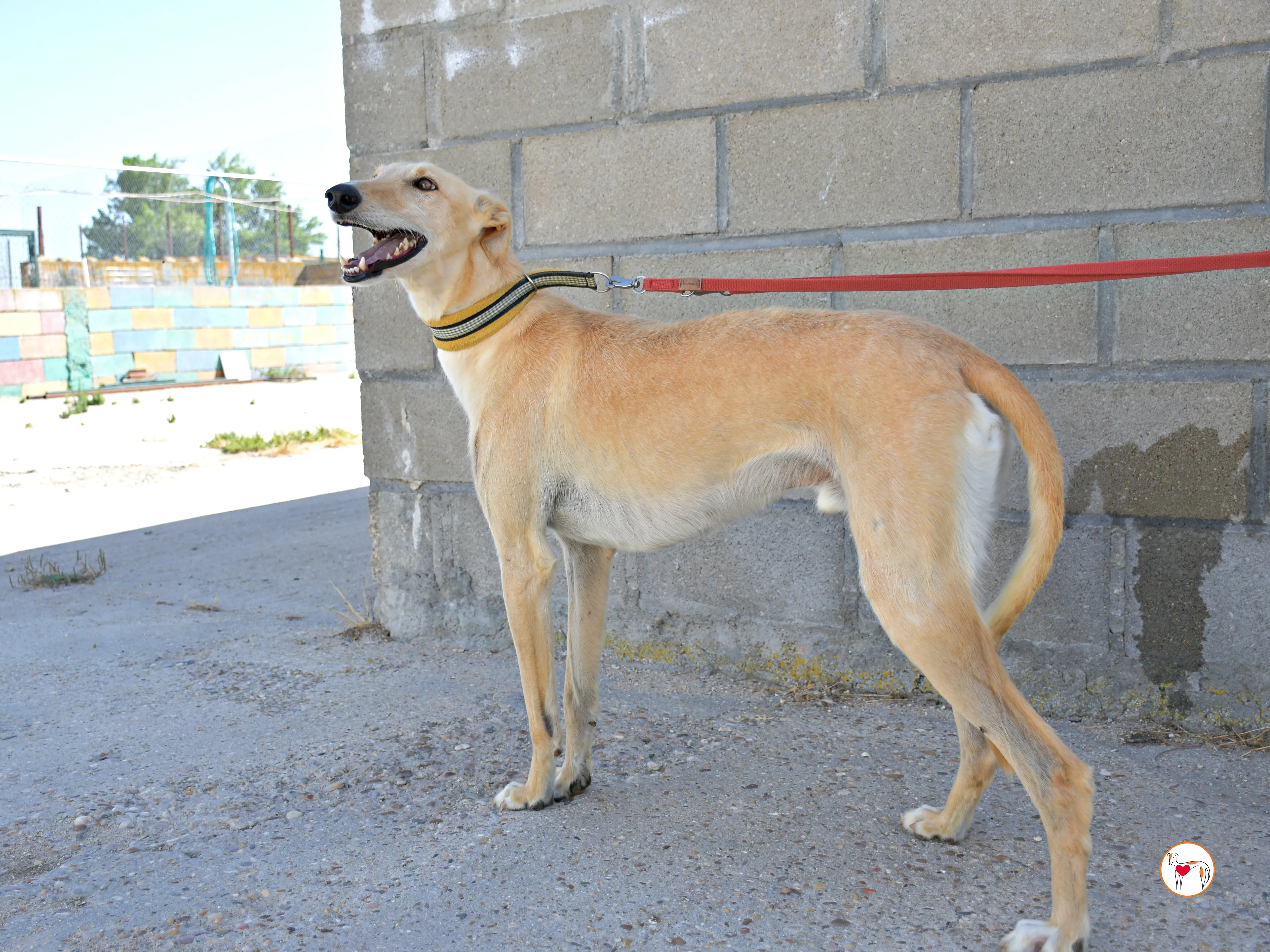 ares 2 galgo adozione 11