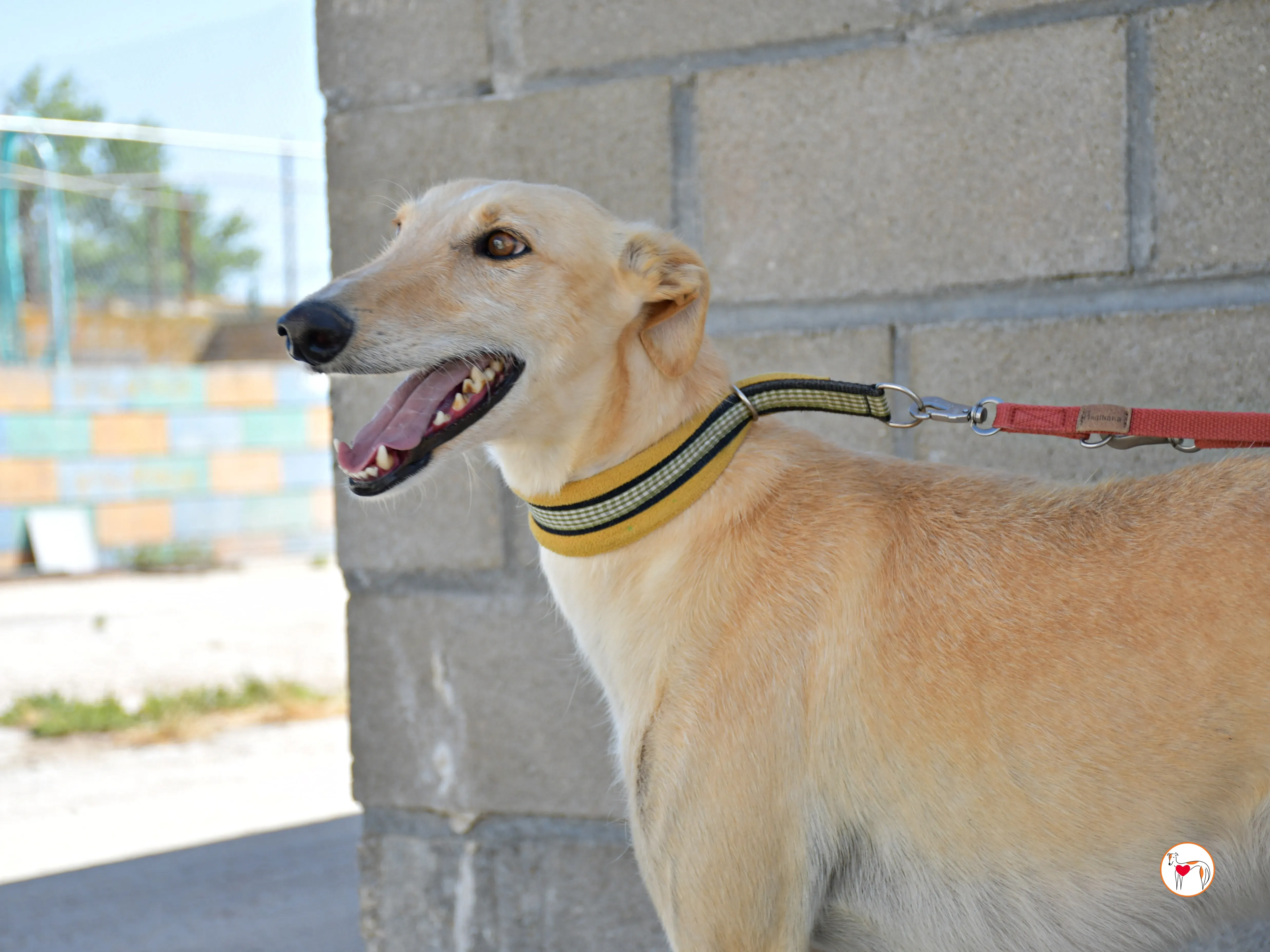 ares 2 galgo adozione 12