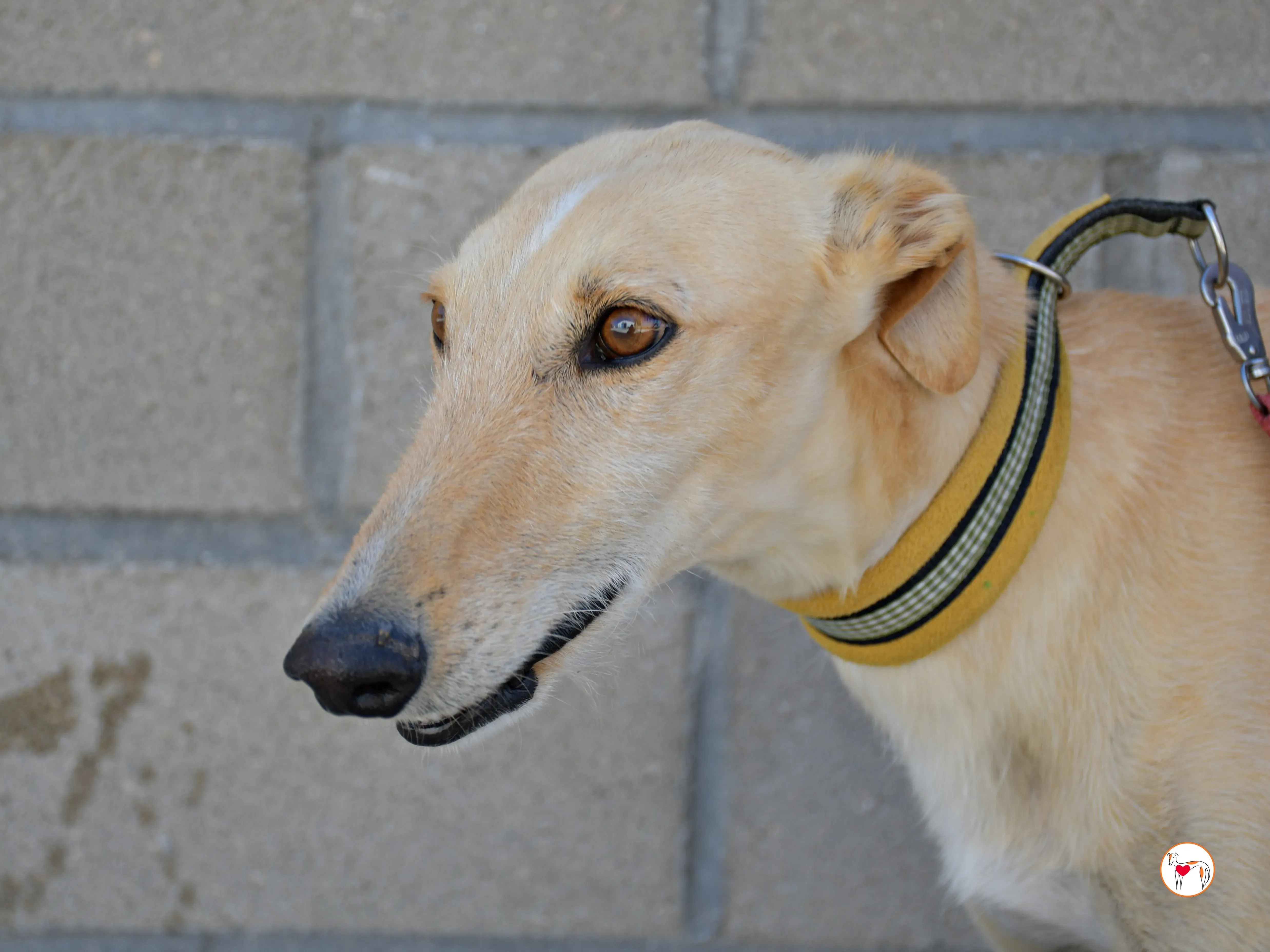 ares 2 galgo adozione 13