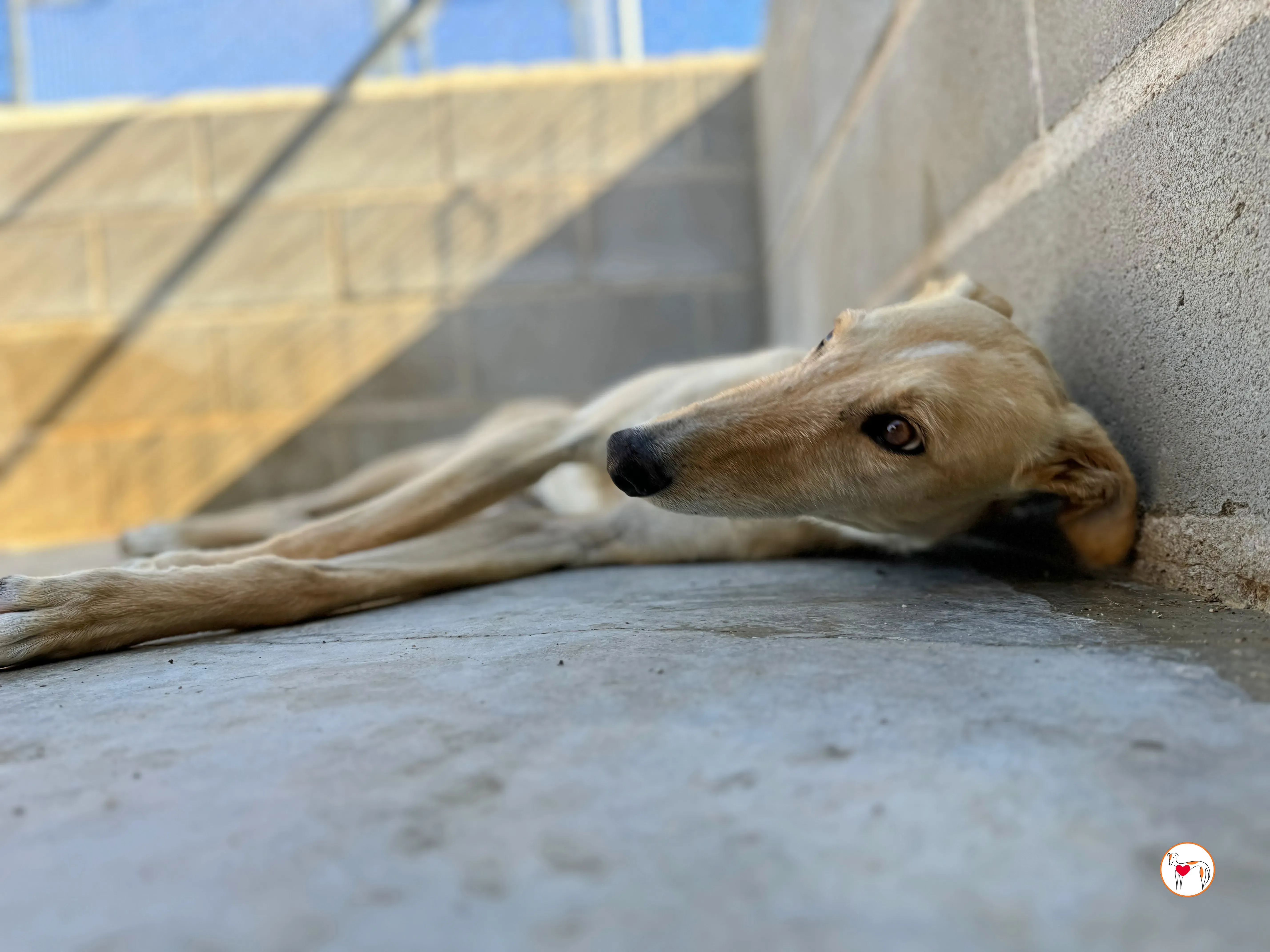 ares 2 galgo adozione 14