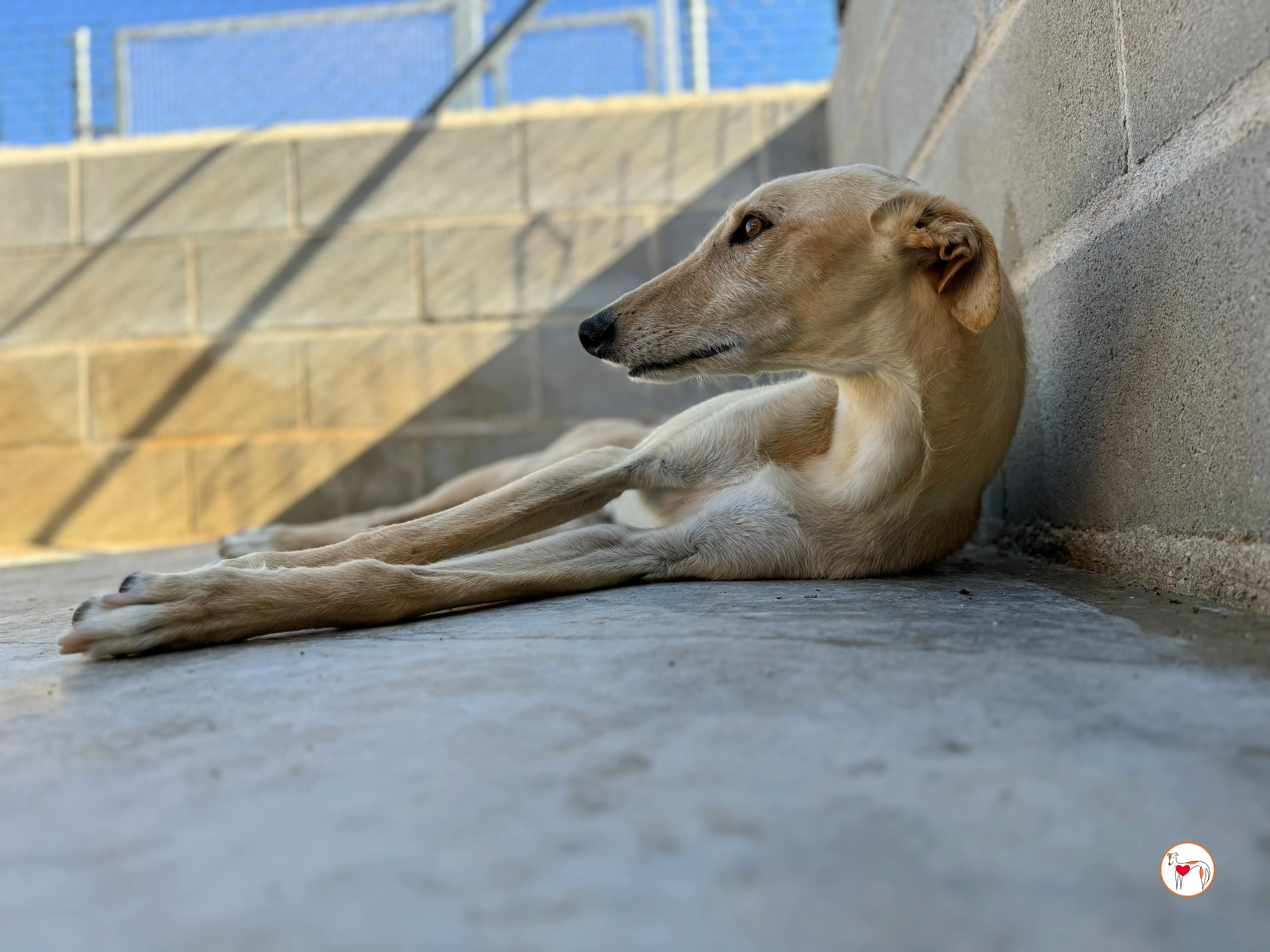 ares 2 galgo adozione 15