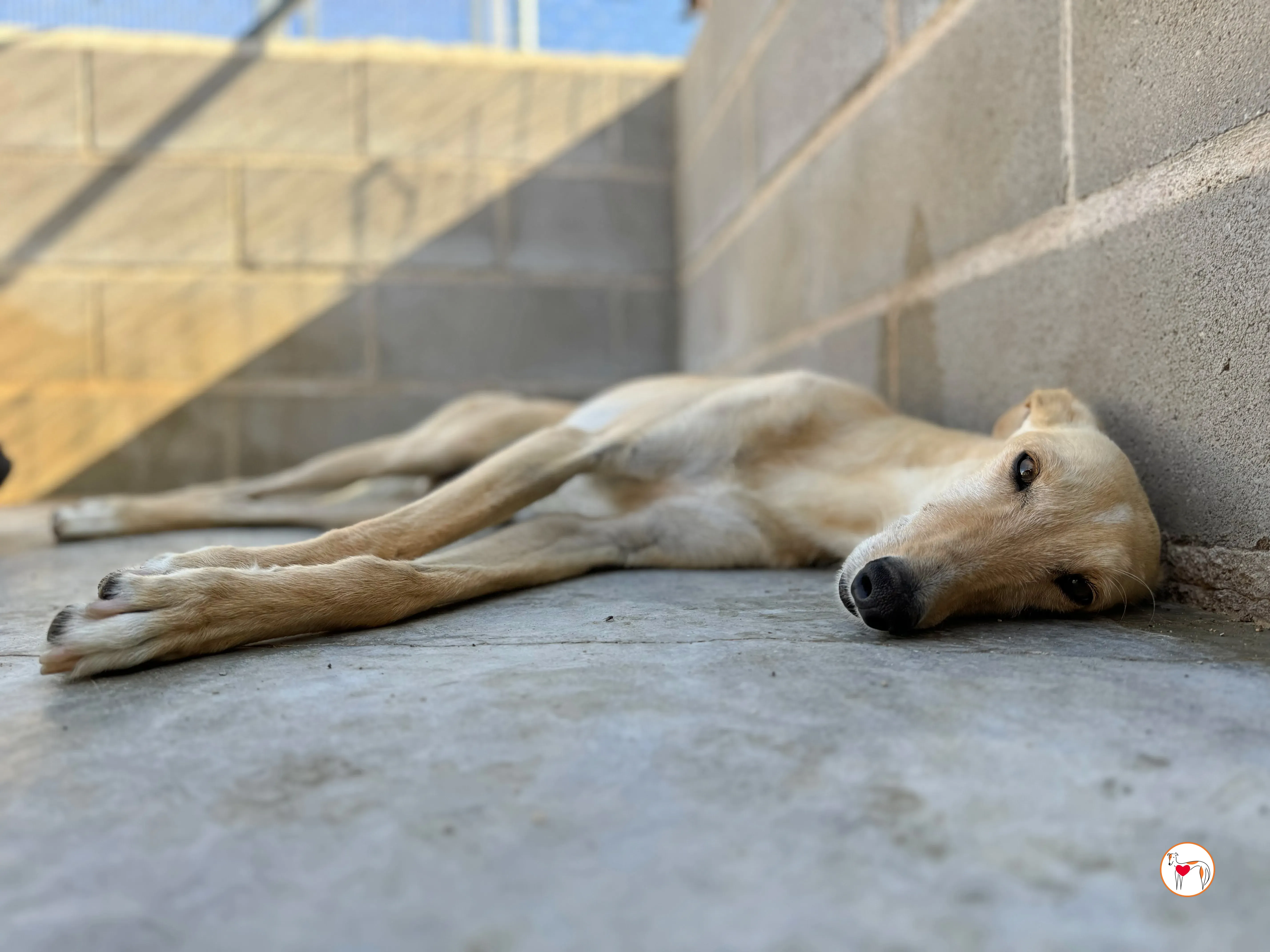 ares 2 galgo adozione 16