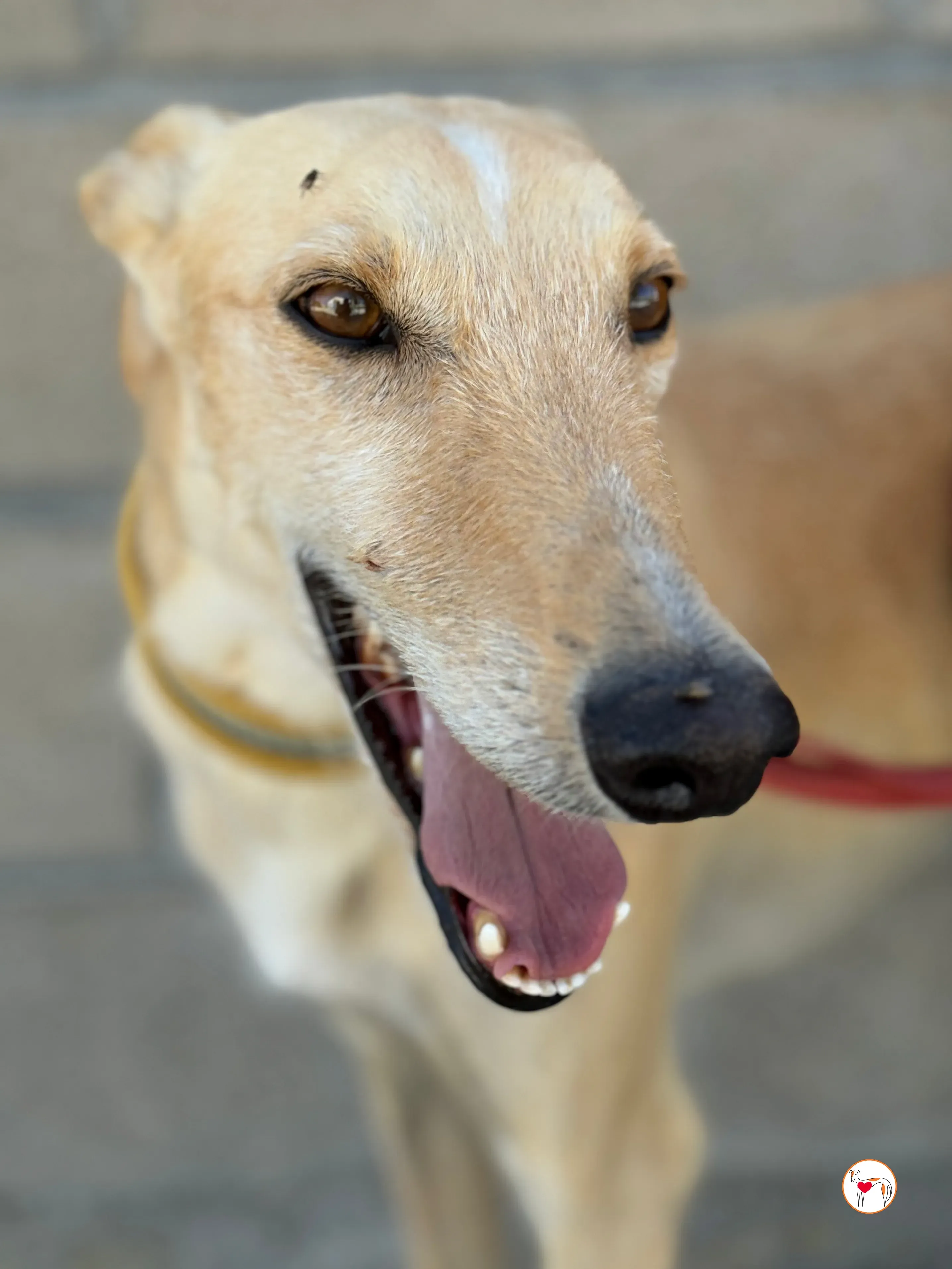 ares 2 galgo adozione 18