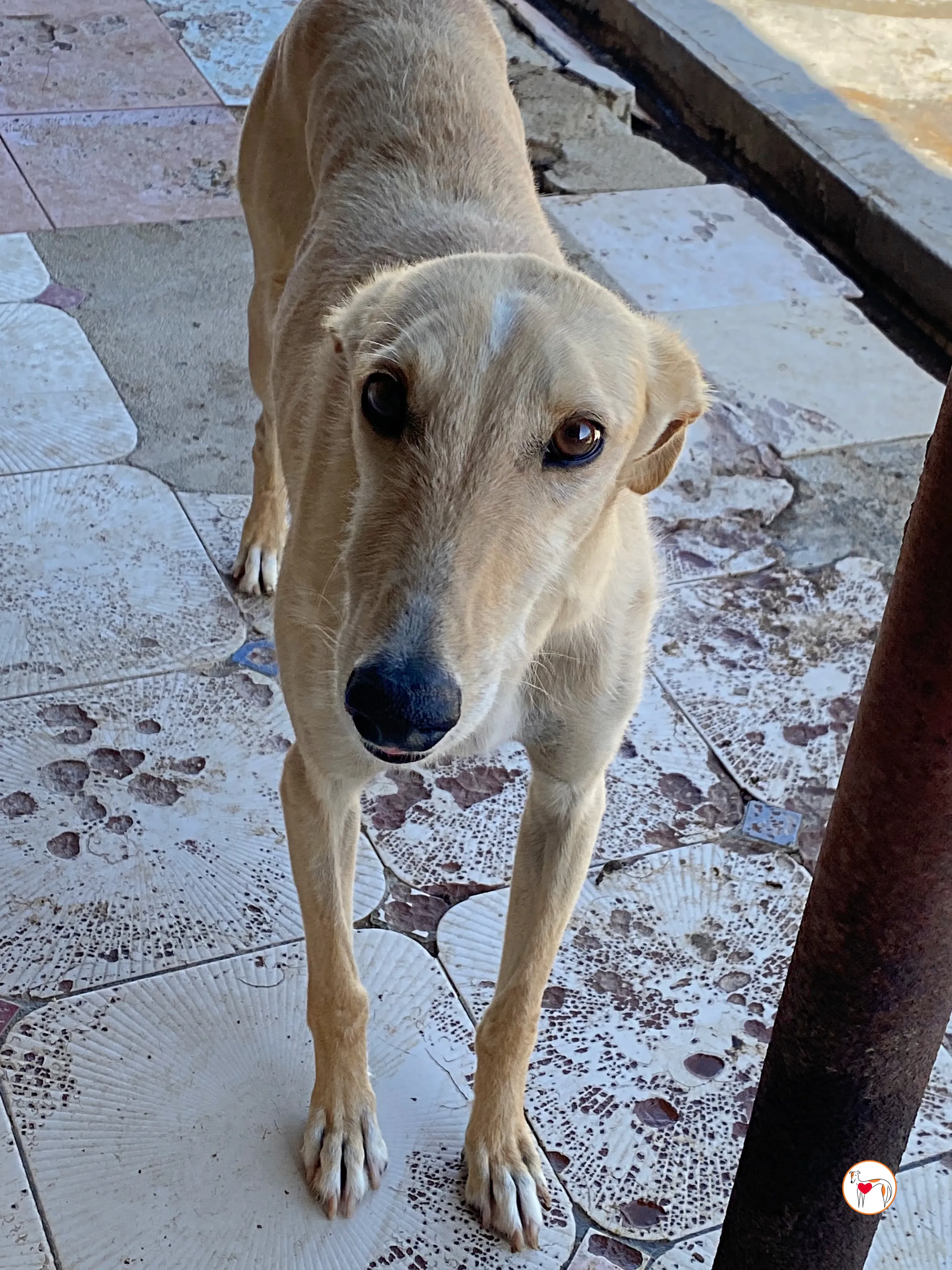 ares 2 galgo adozione 20